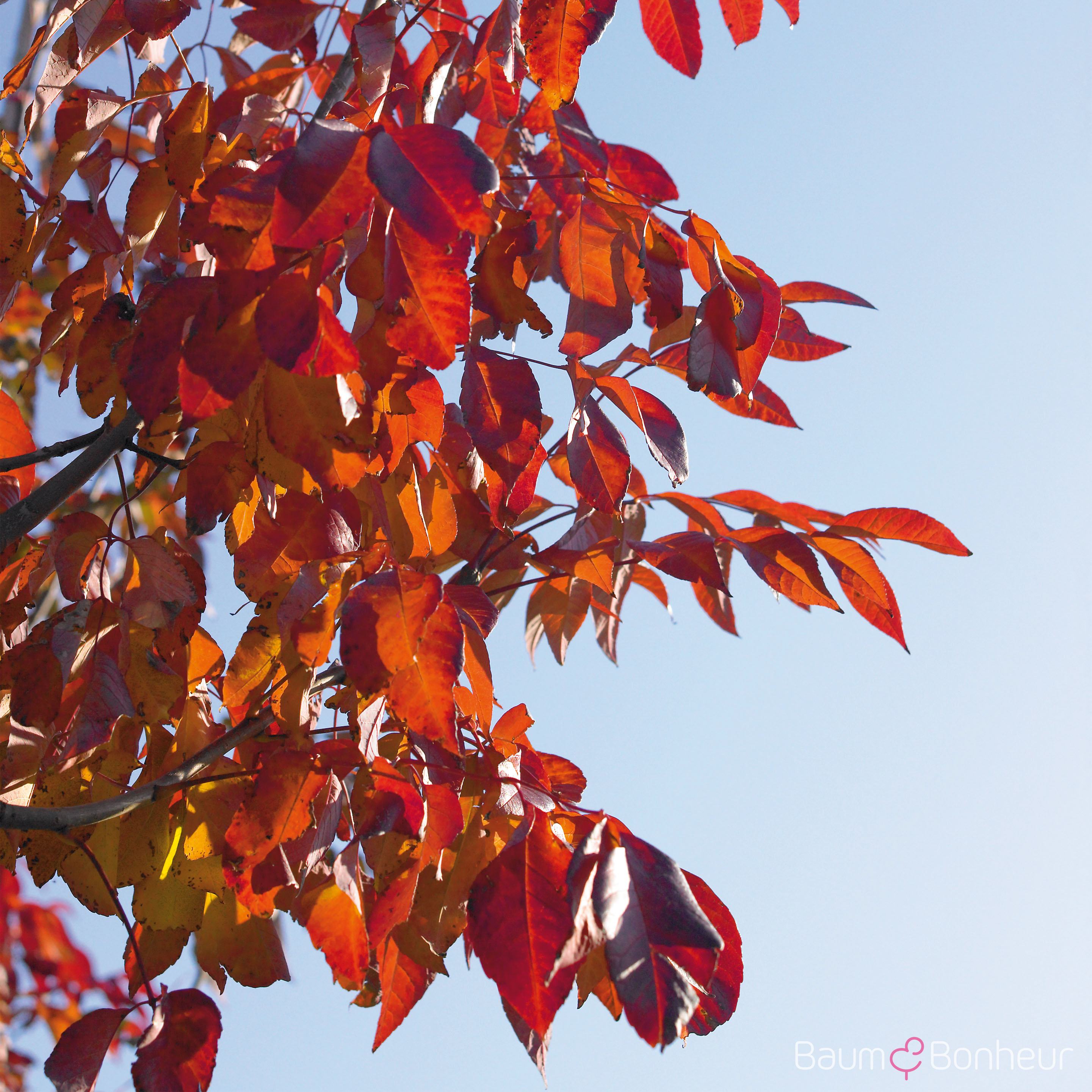 Fraxinus americana 'Autumn Purple'