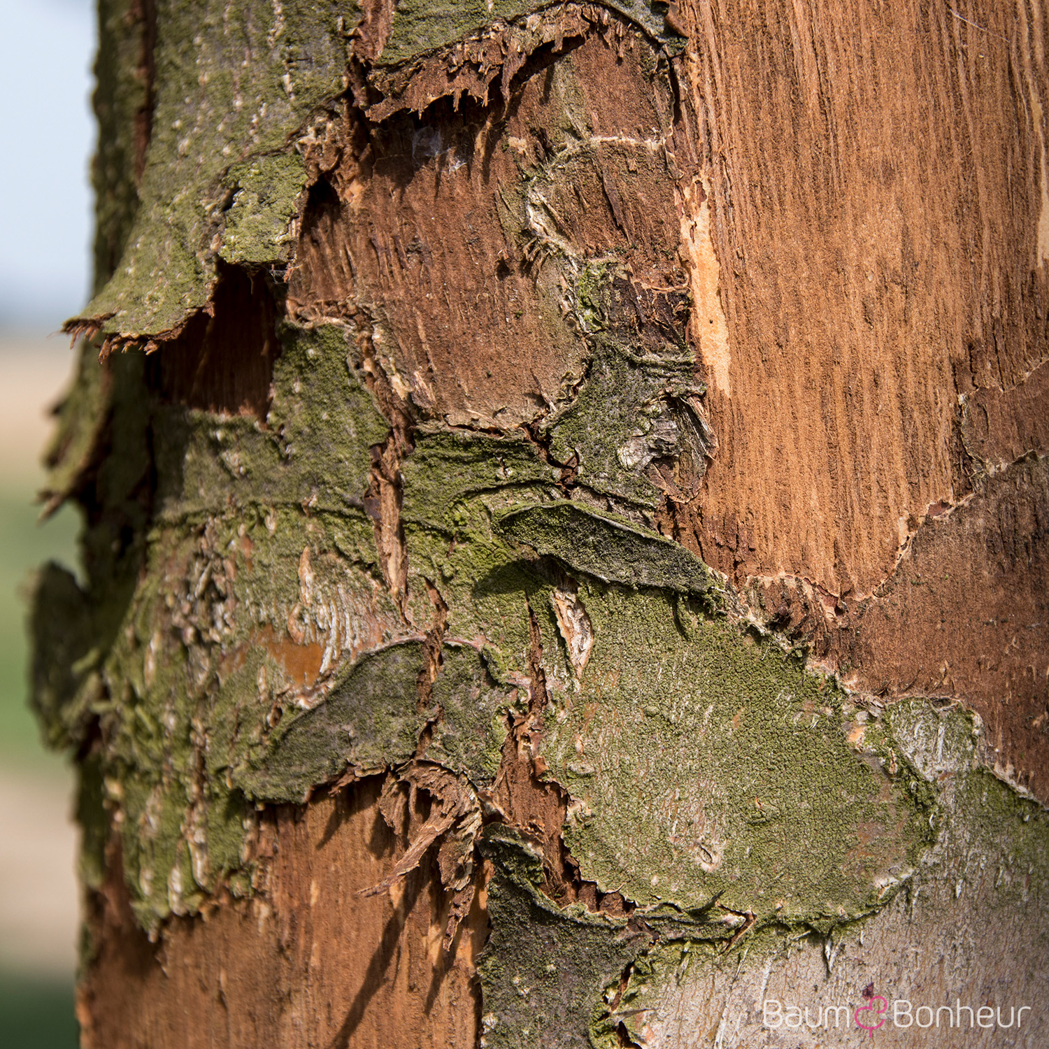 Pyrus caucasica
