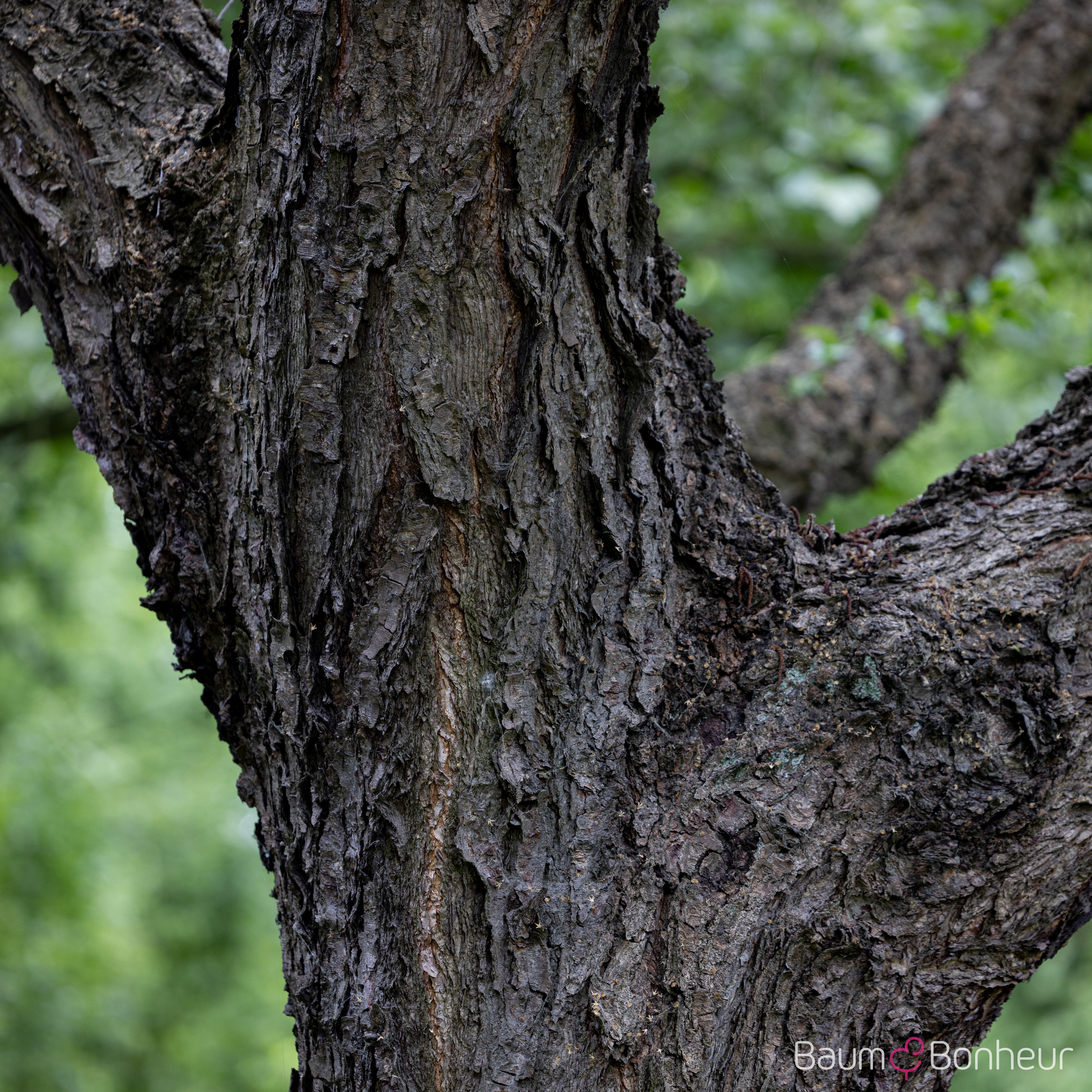 Betula nigra