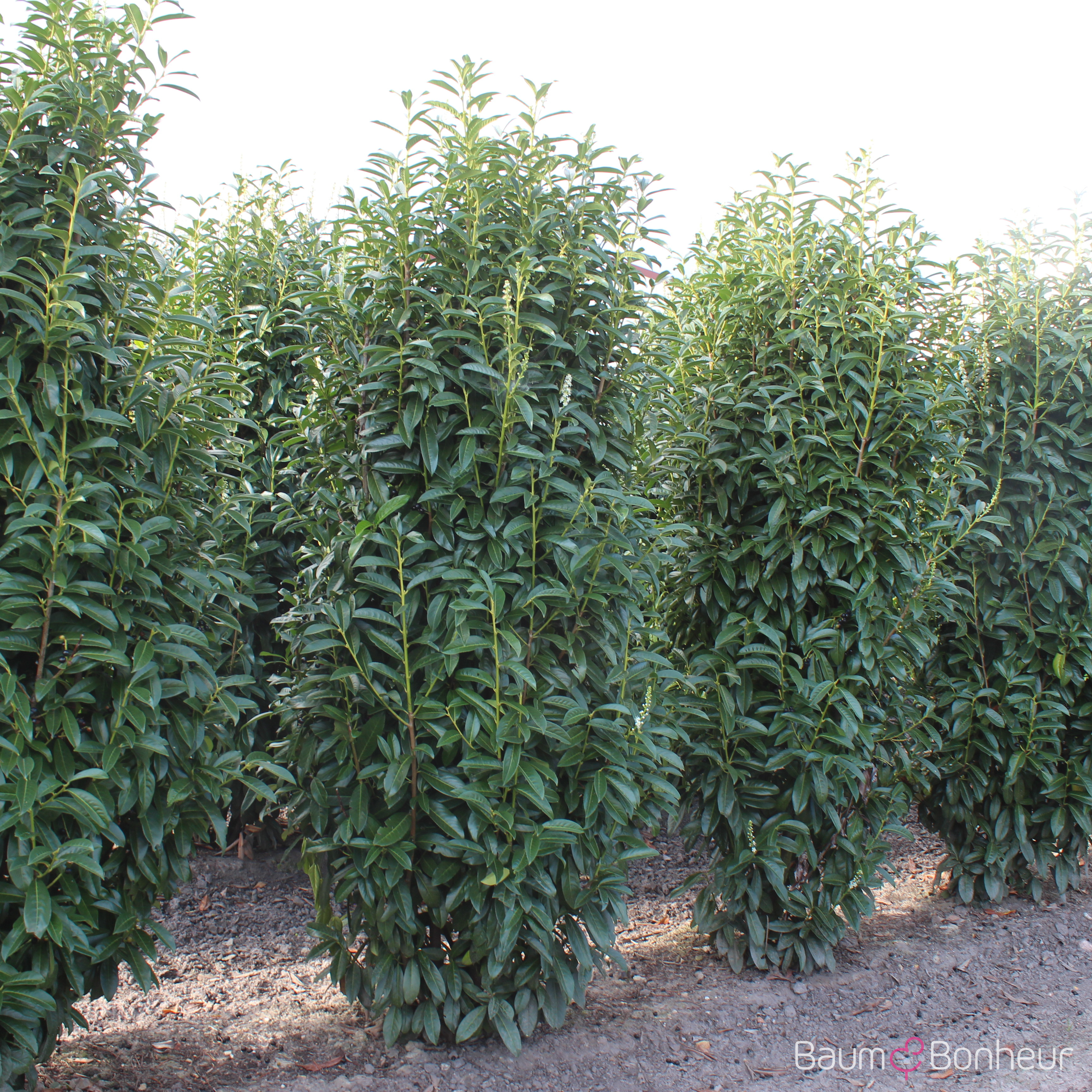 Prunus laurocerasus 'Genolia'®