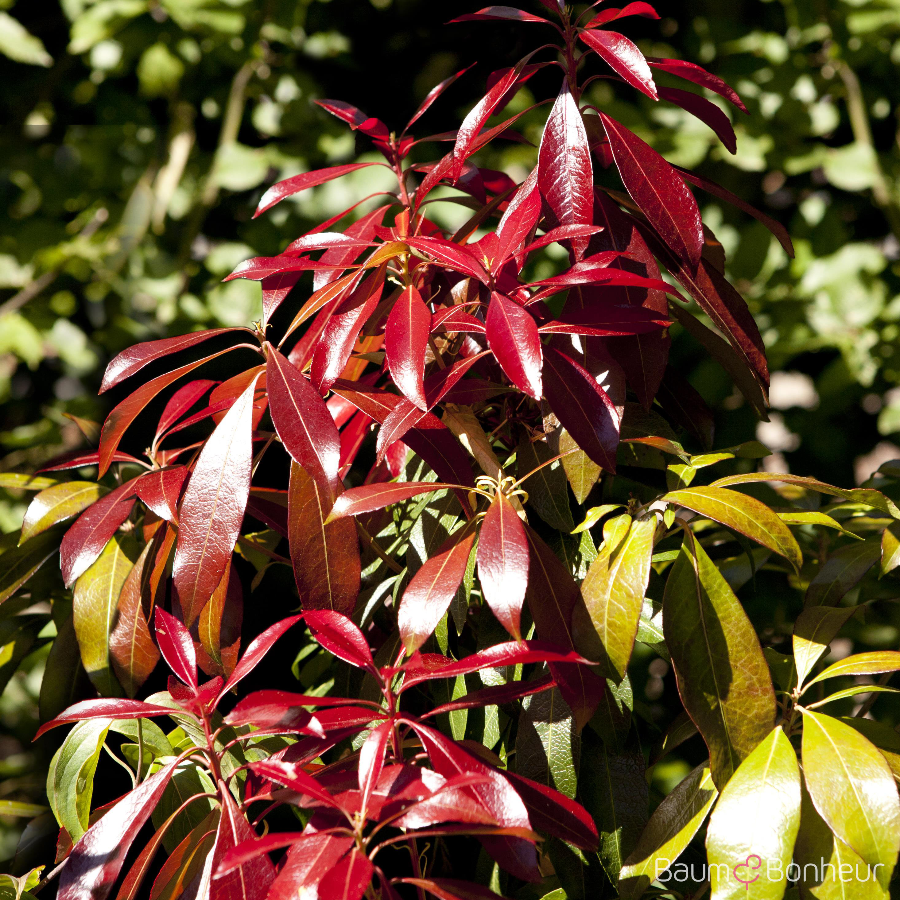 Pieris japonica 'Red Mill'