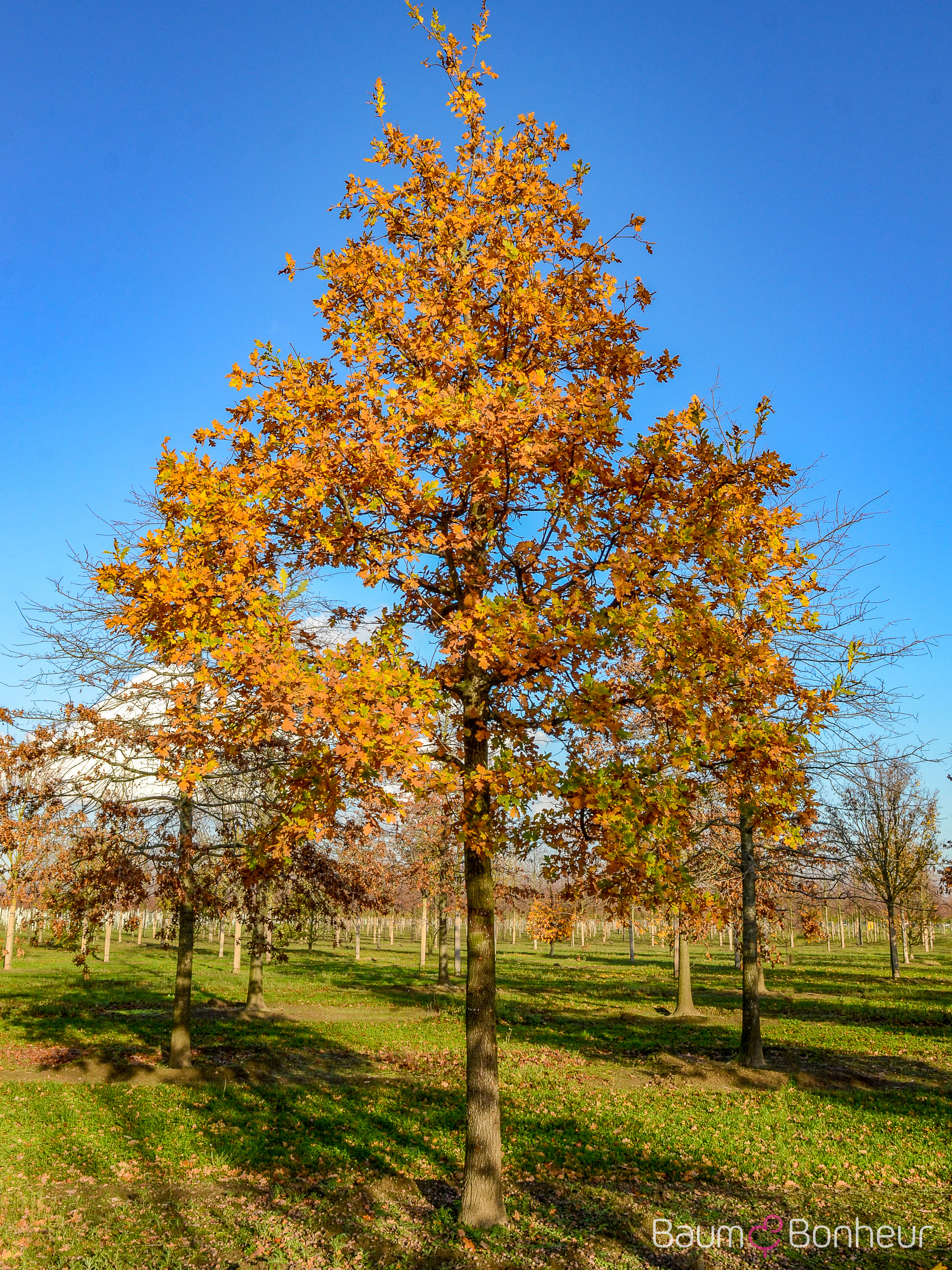 Quercus robur