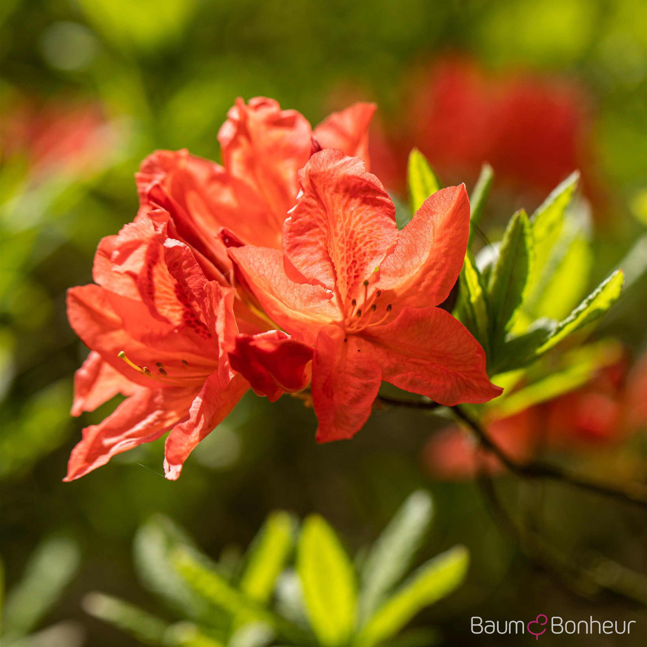 Rhododendron luteum 'Fanal'
