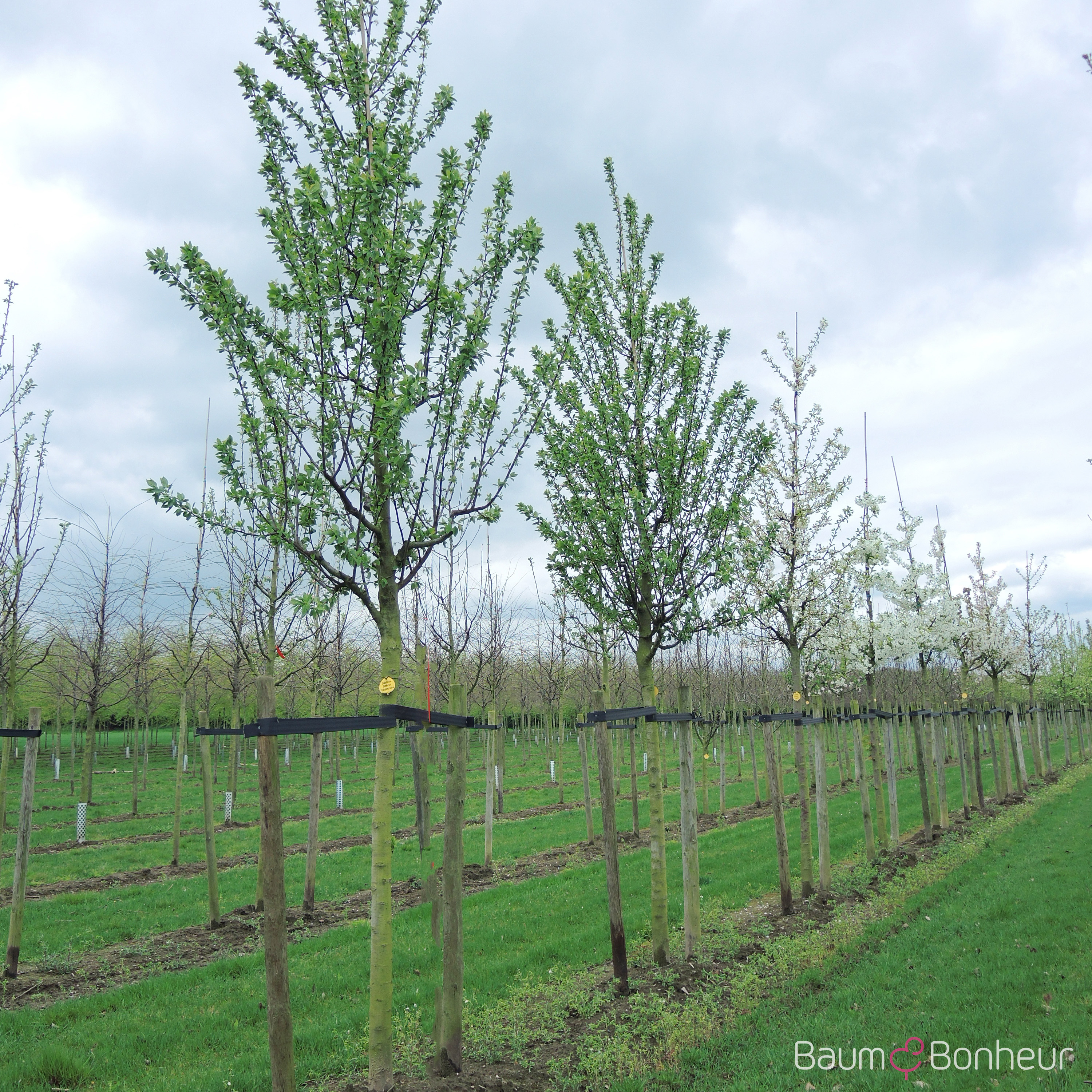 Prunus domestica 'Bühler Frühzwetsche'