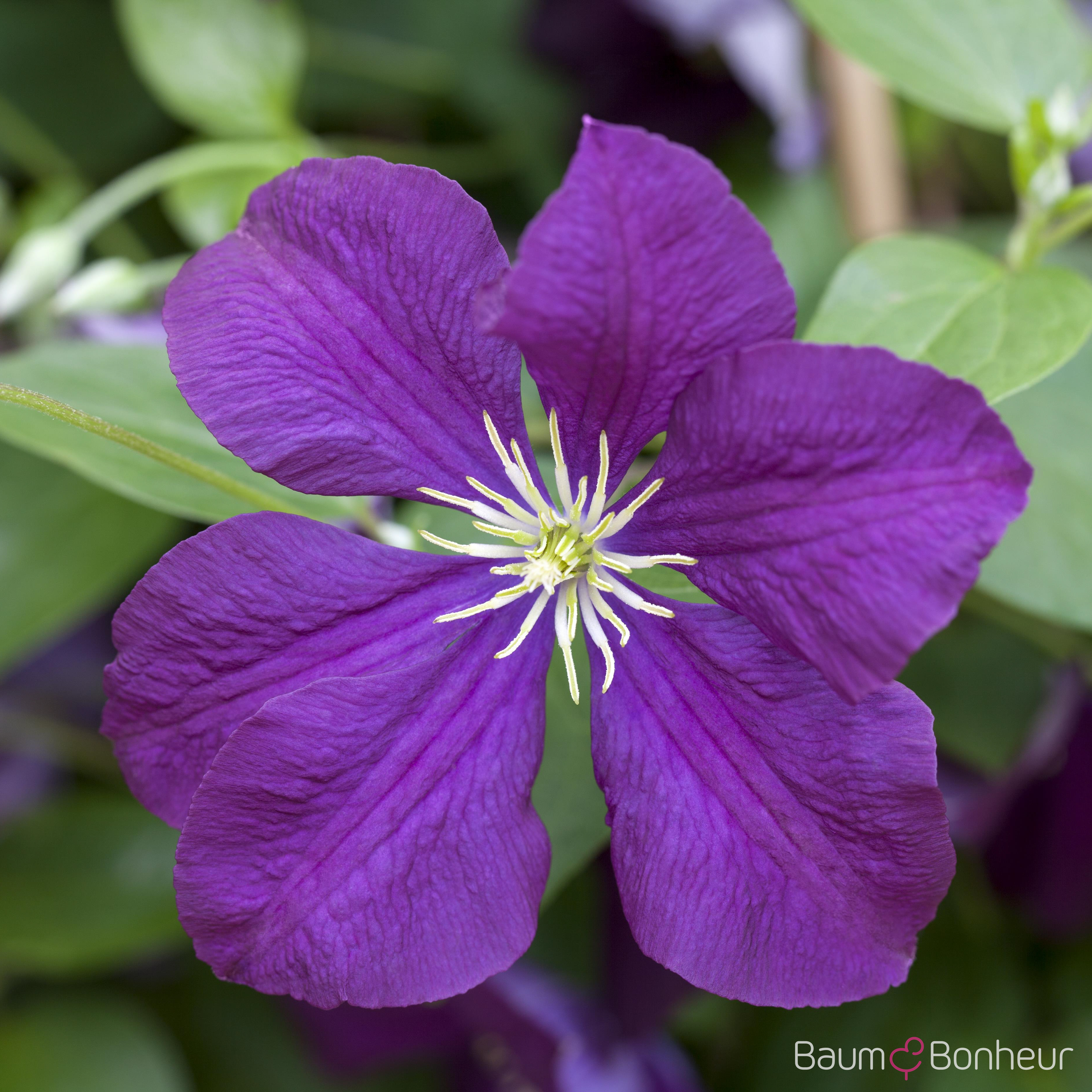 Clematis viticella 'Etoile Violette'