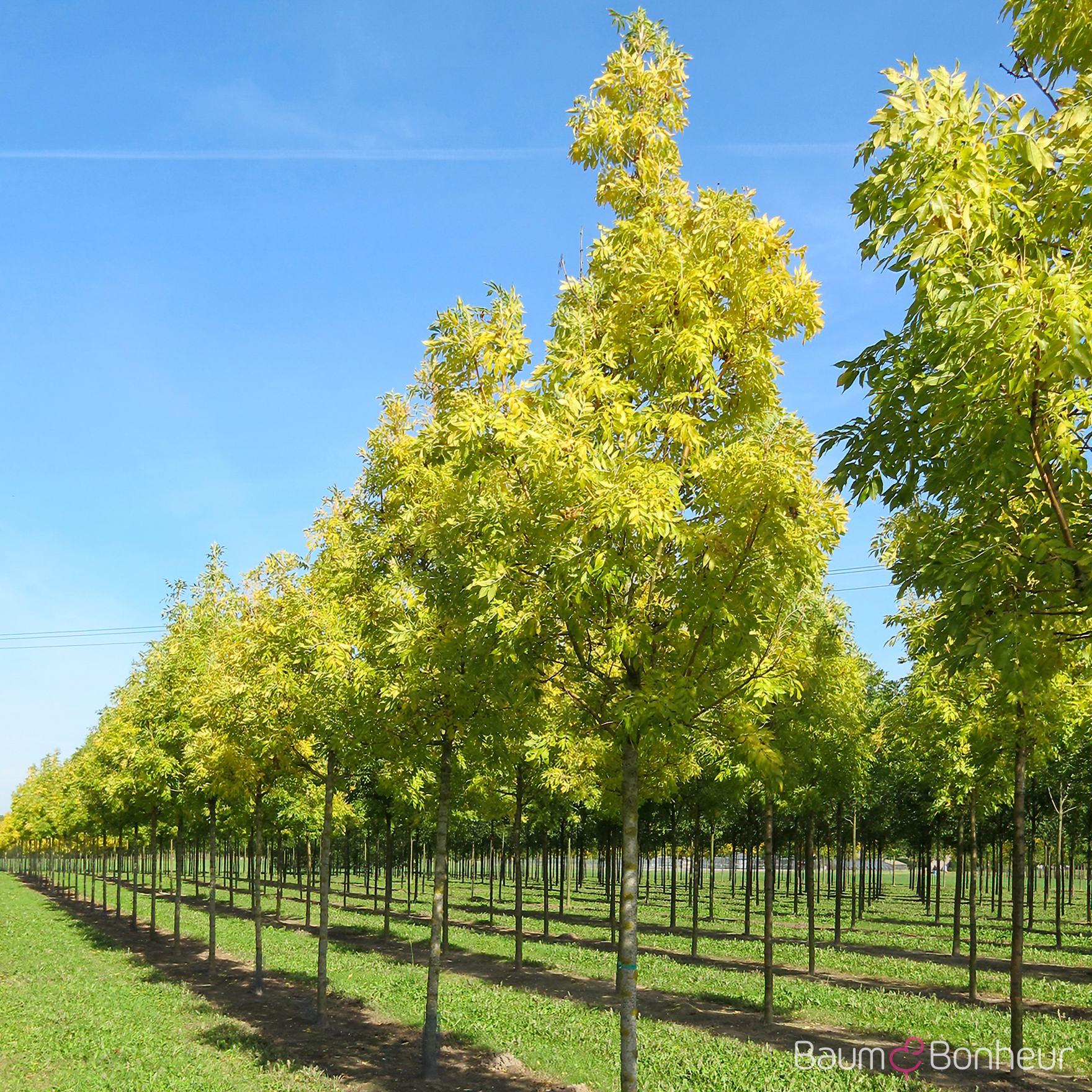 Fraxinus excelsior 'Jaspidea'