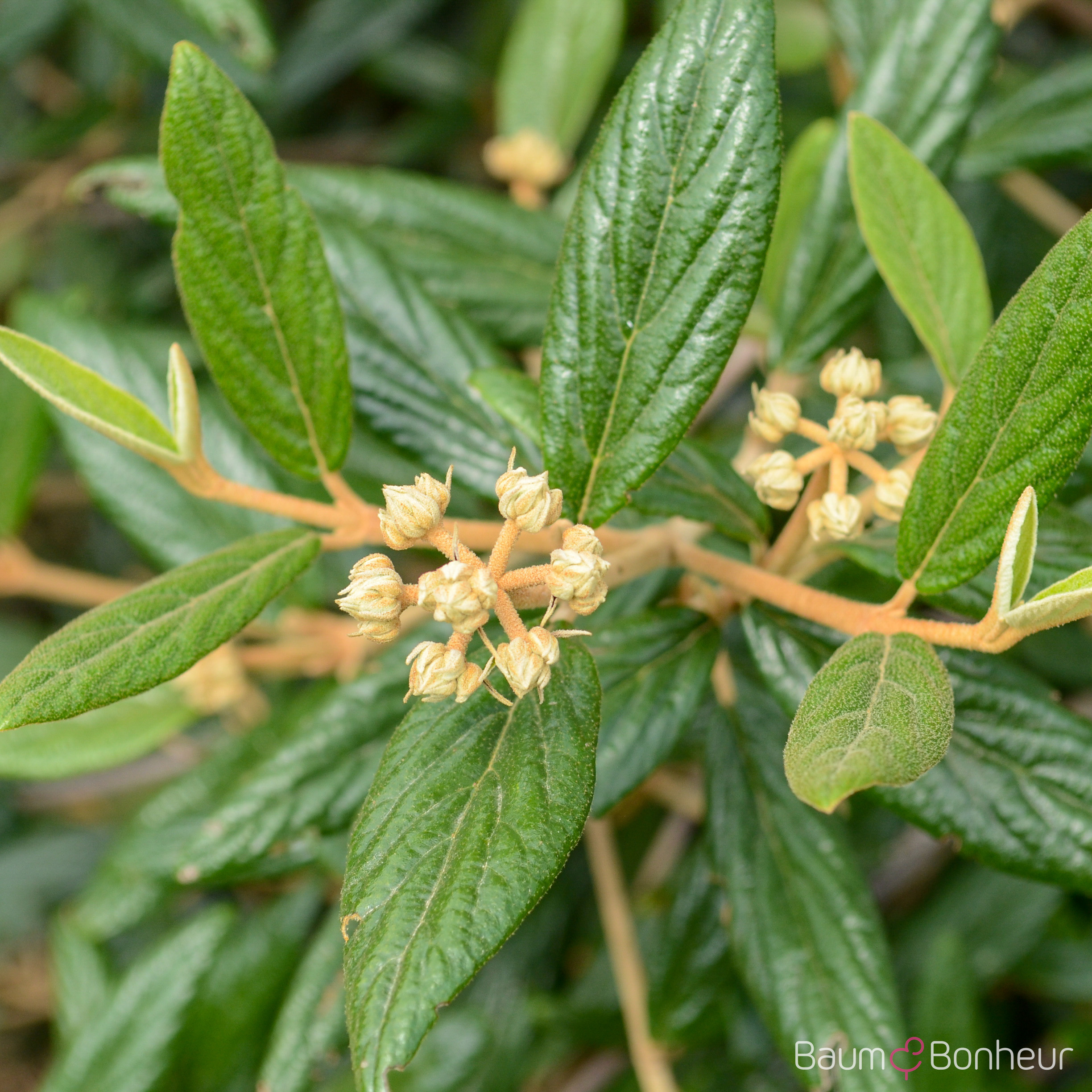 Viburnum 'Pragense'