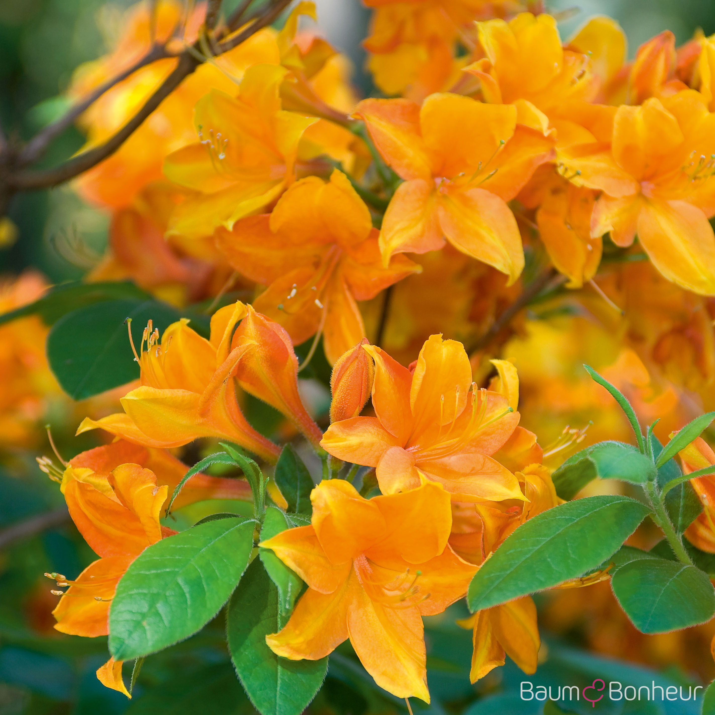 Rhododendron luteum 'Gibraltar'