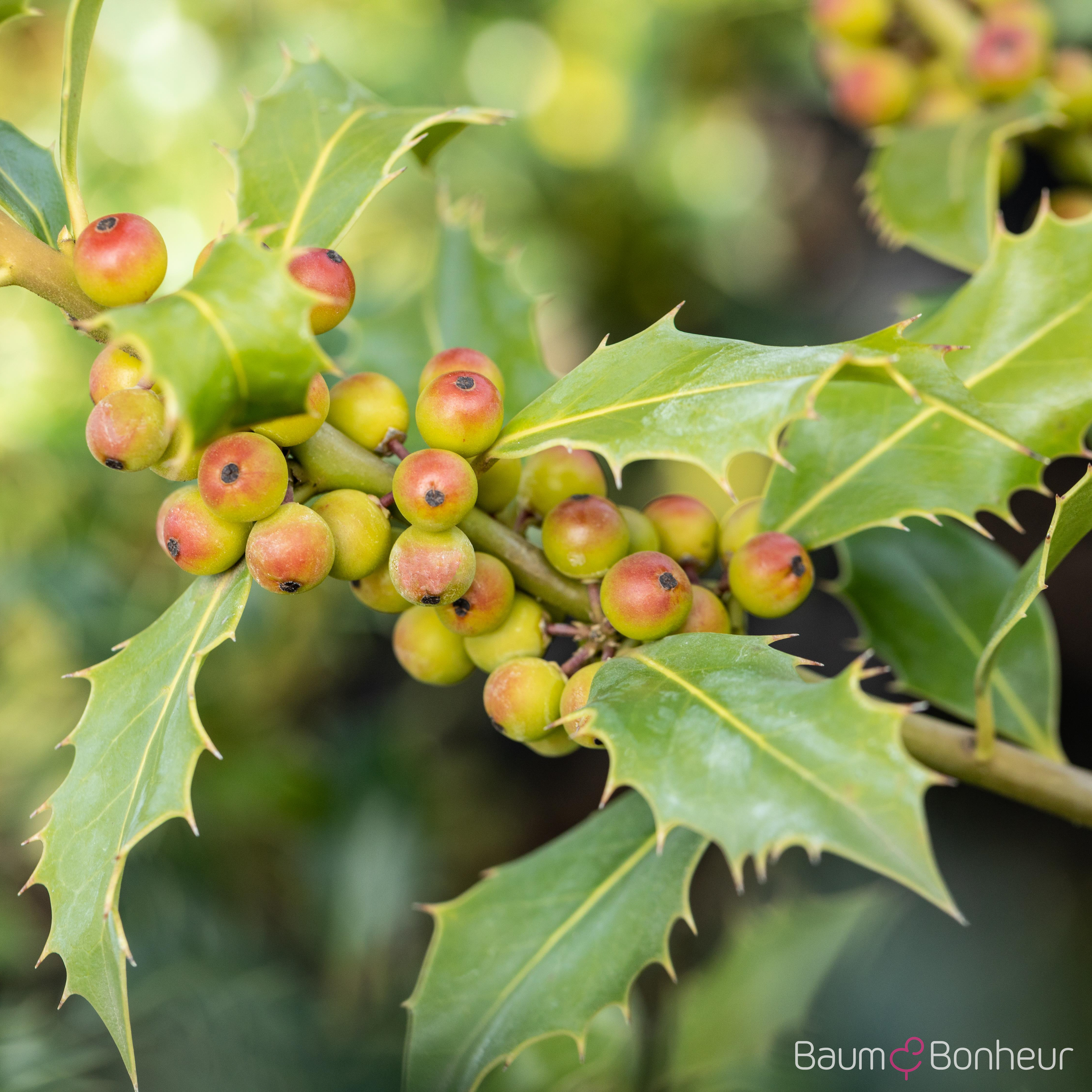 Ilex meserveae 'Heckenfee'®