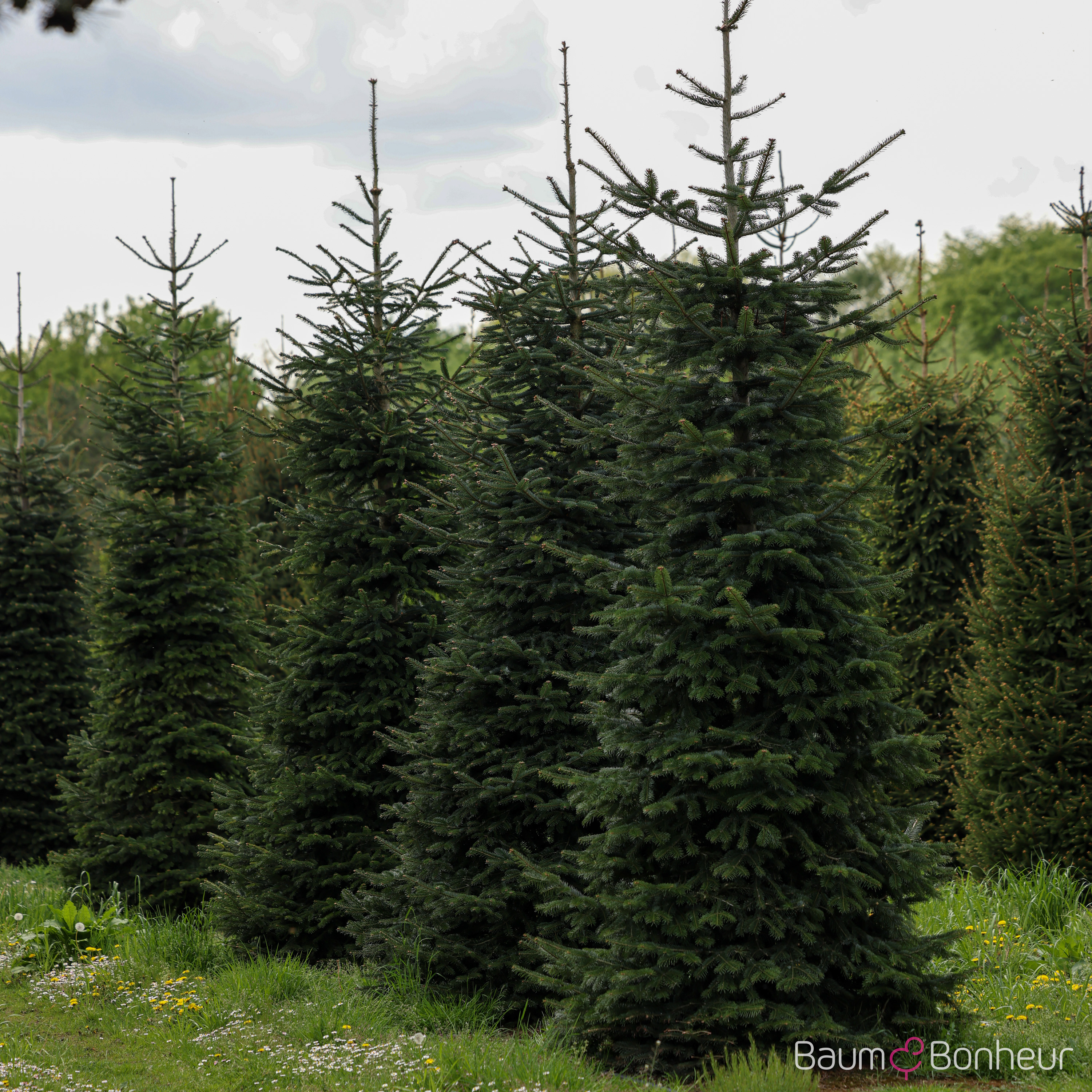 Abies nordmanniana