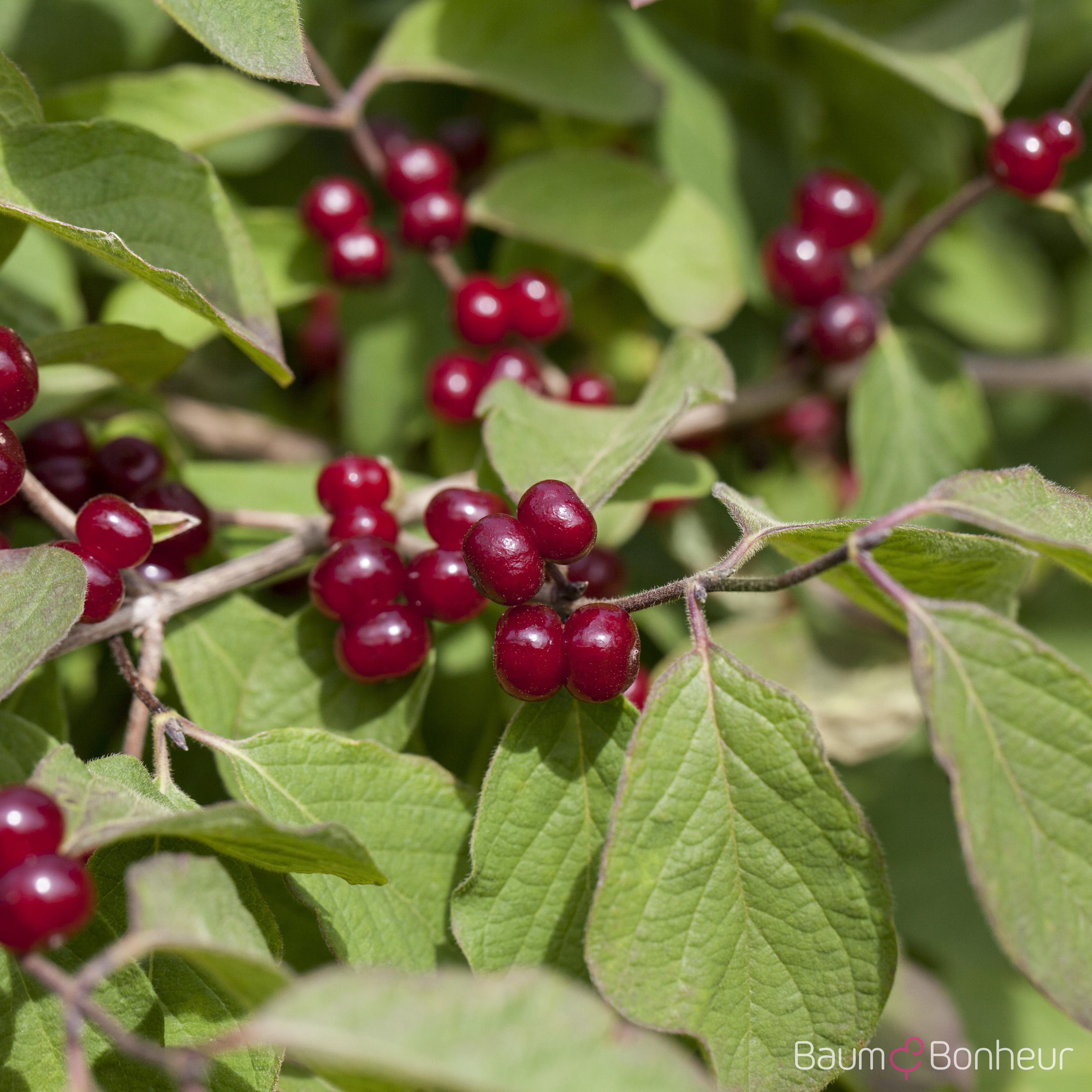Lonicera xylosteum