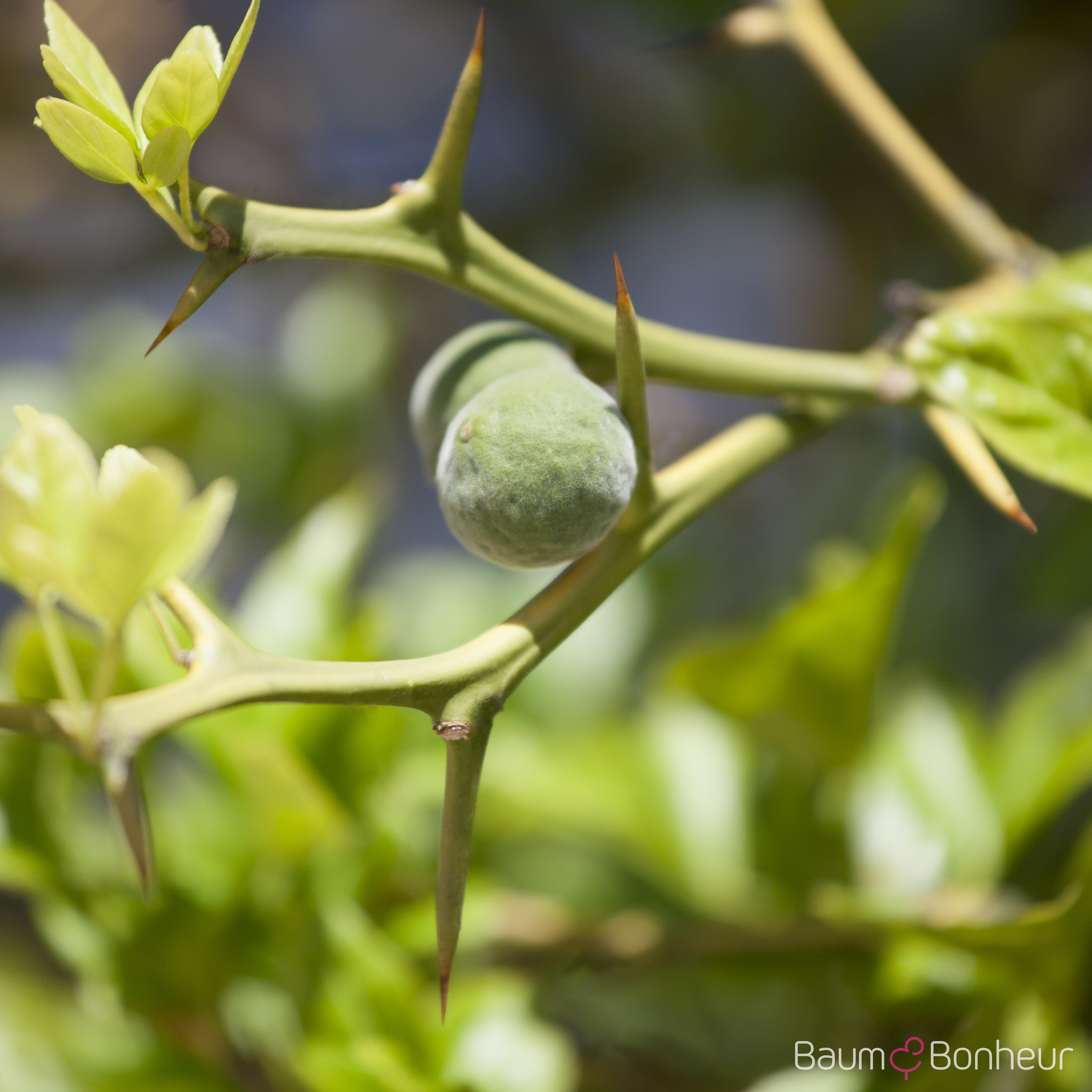 Poncirus trifoliata