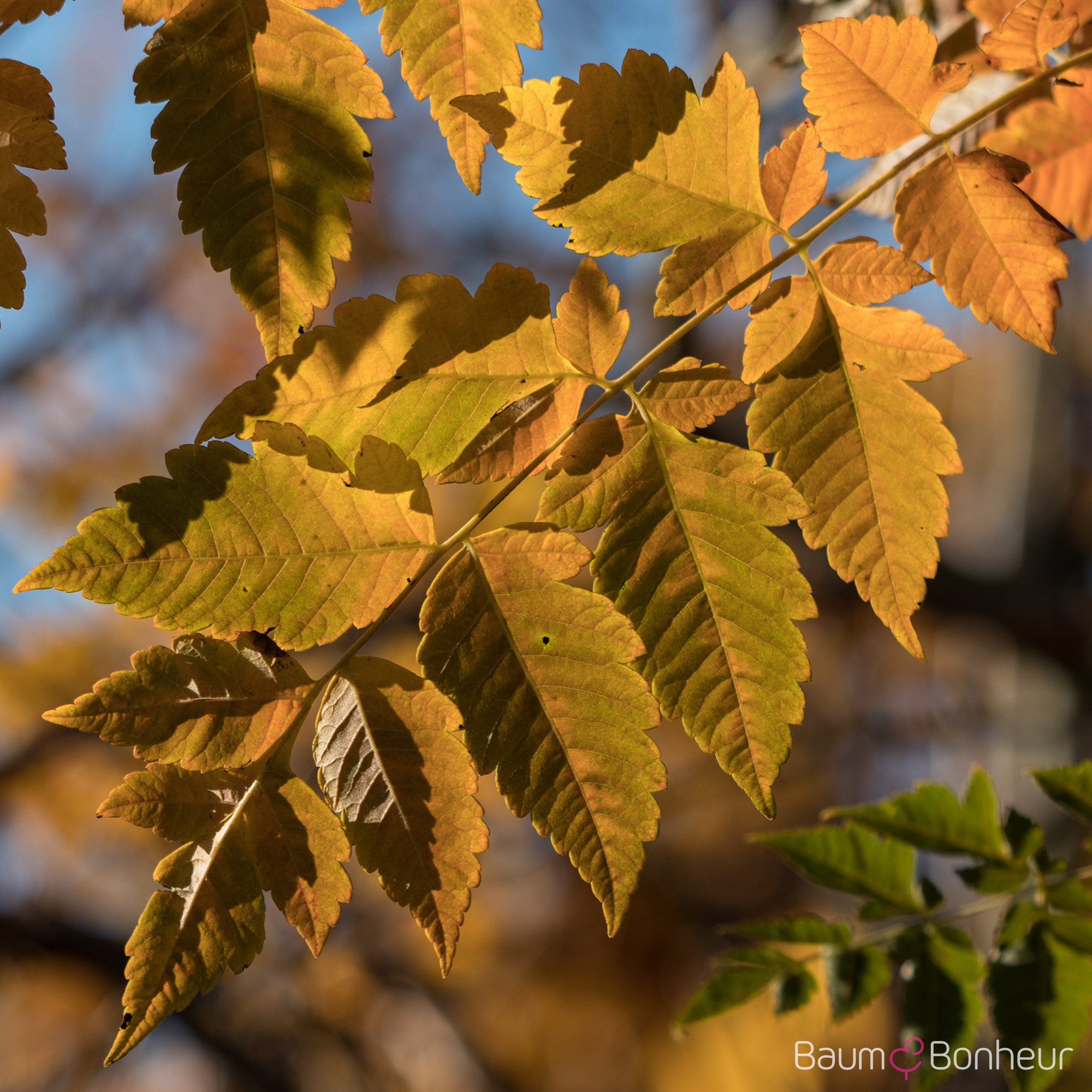 Koelreuteria paniculata