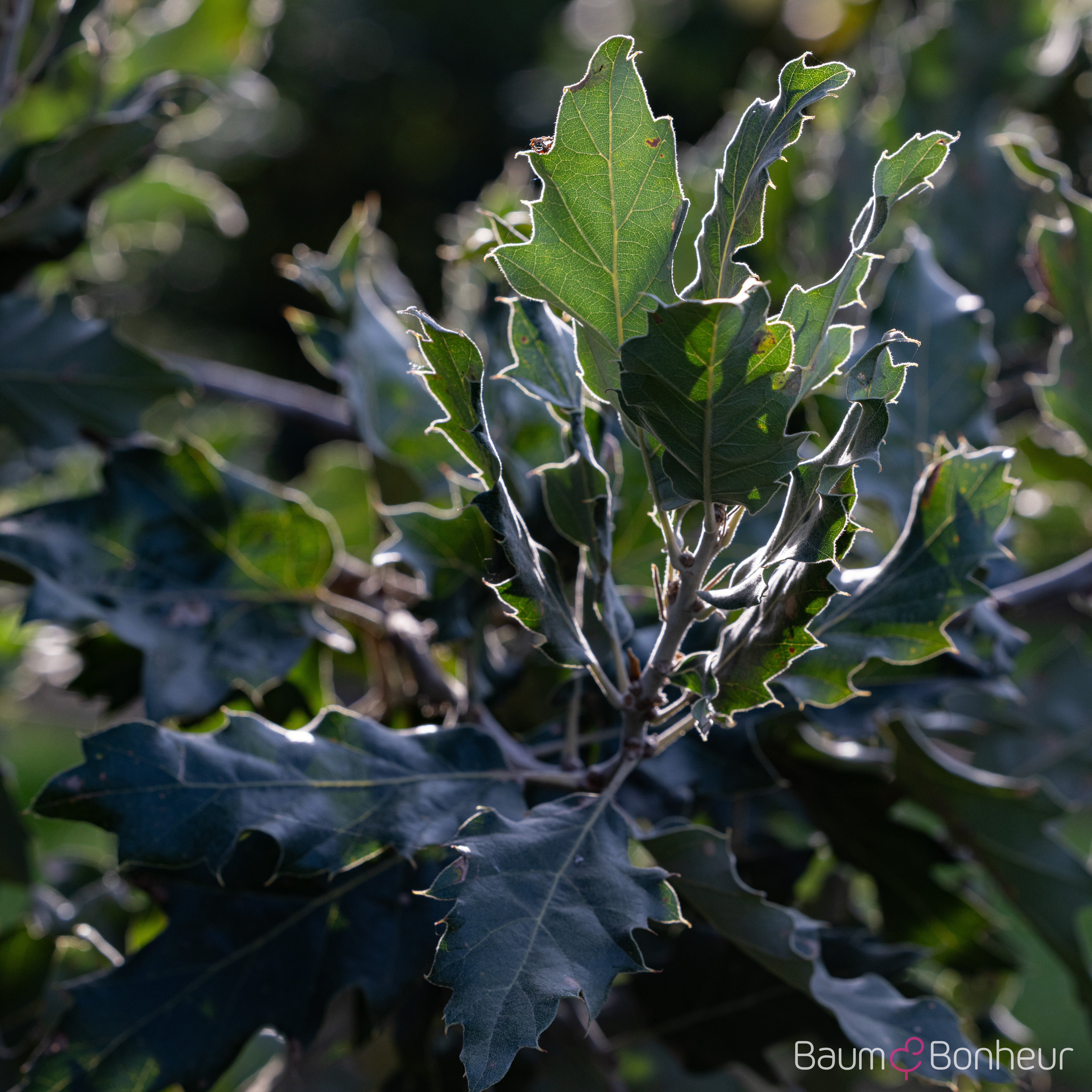 Quercus ithaburensis 'Hemelrijk'