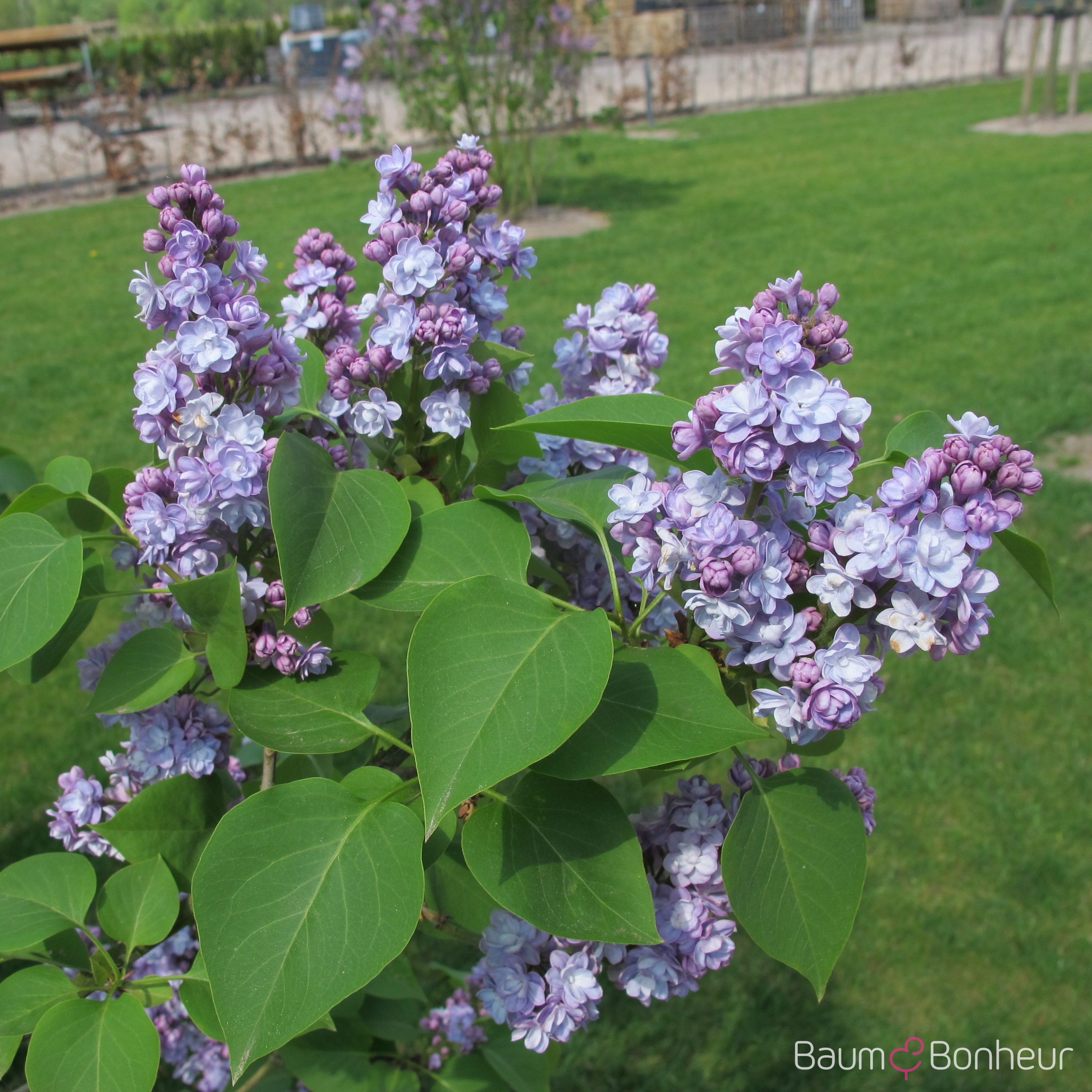 Syringa vulgaris 'Victor Lemoine'