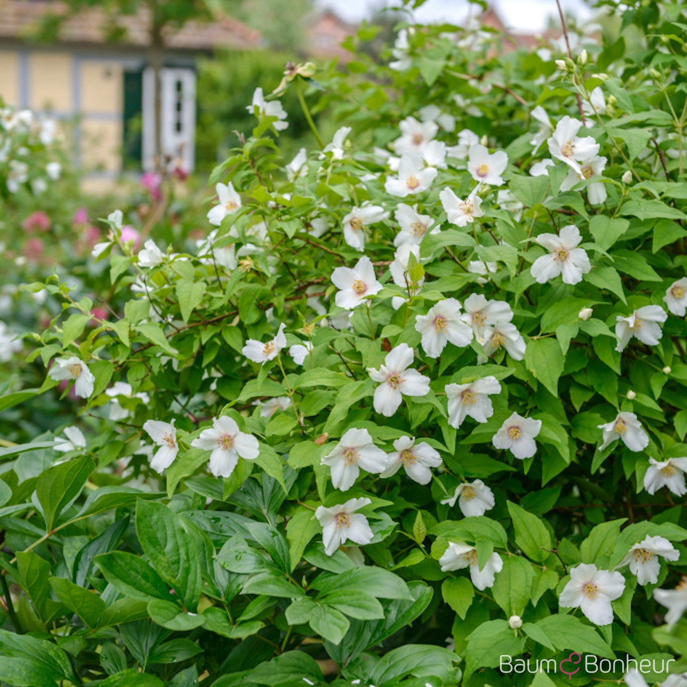 Philadelphus 'Belle Etoile'