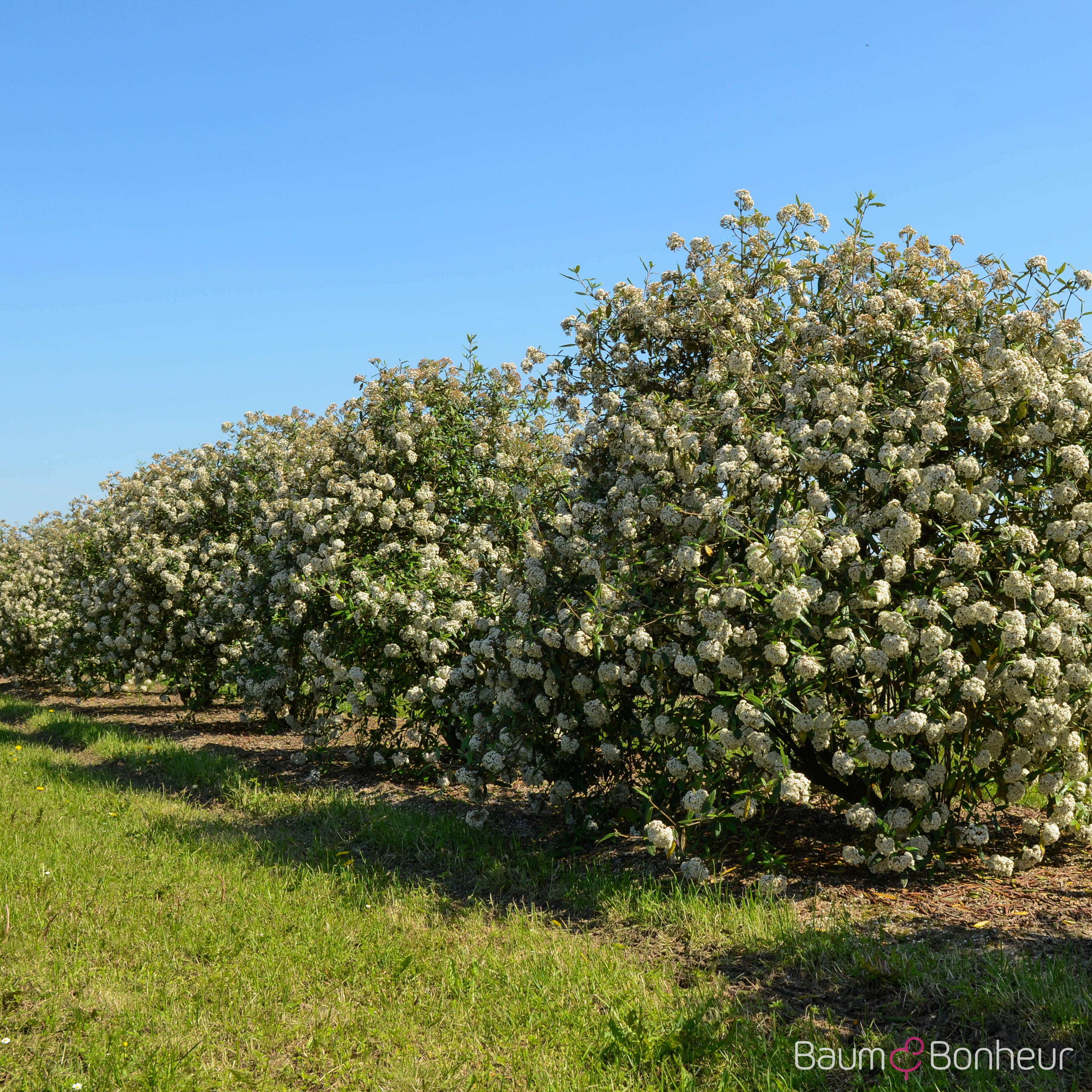 Viburnum 'Pragense'
