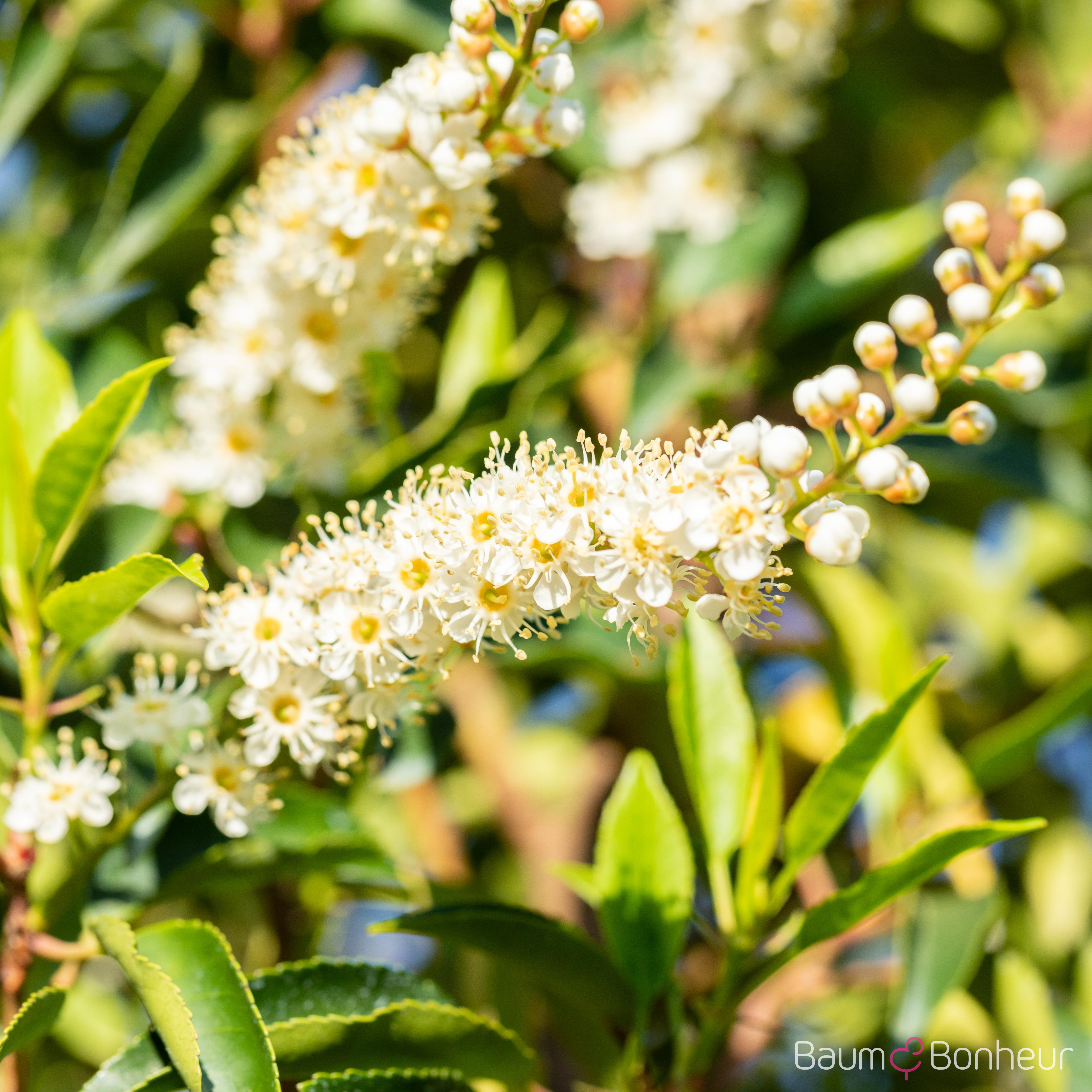 Prunus lusitanica 'Angustifolia'