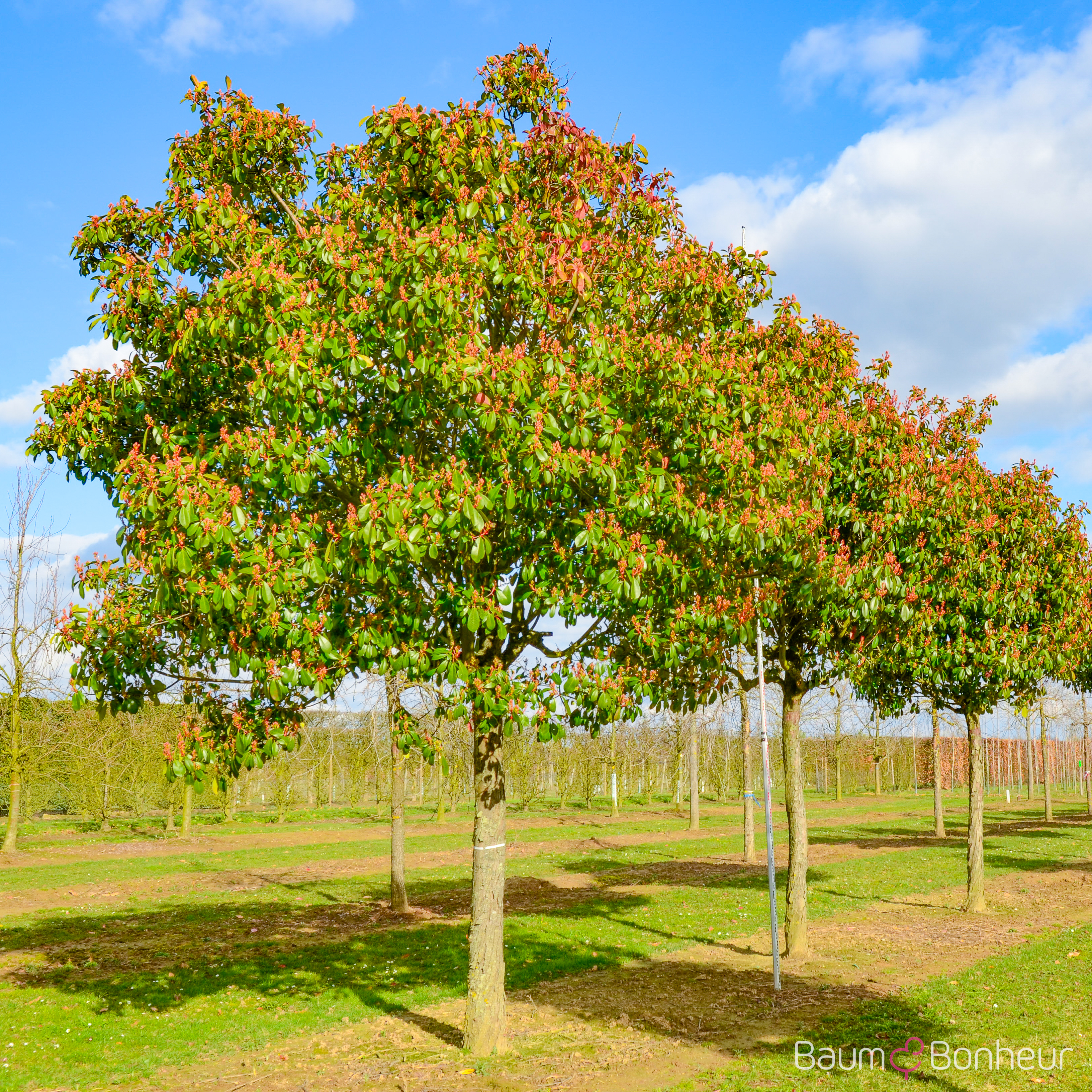 Photinia fraseri 'Red Robin'