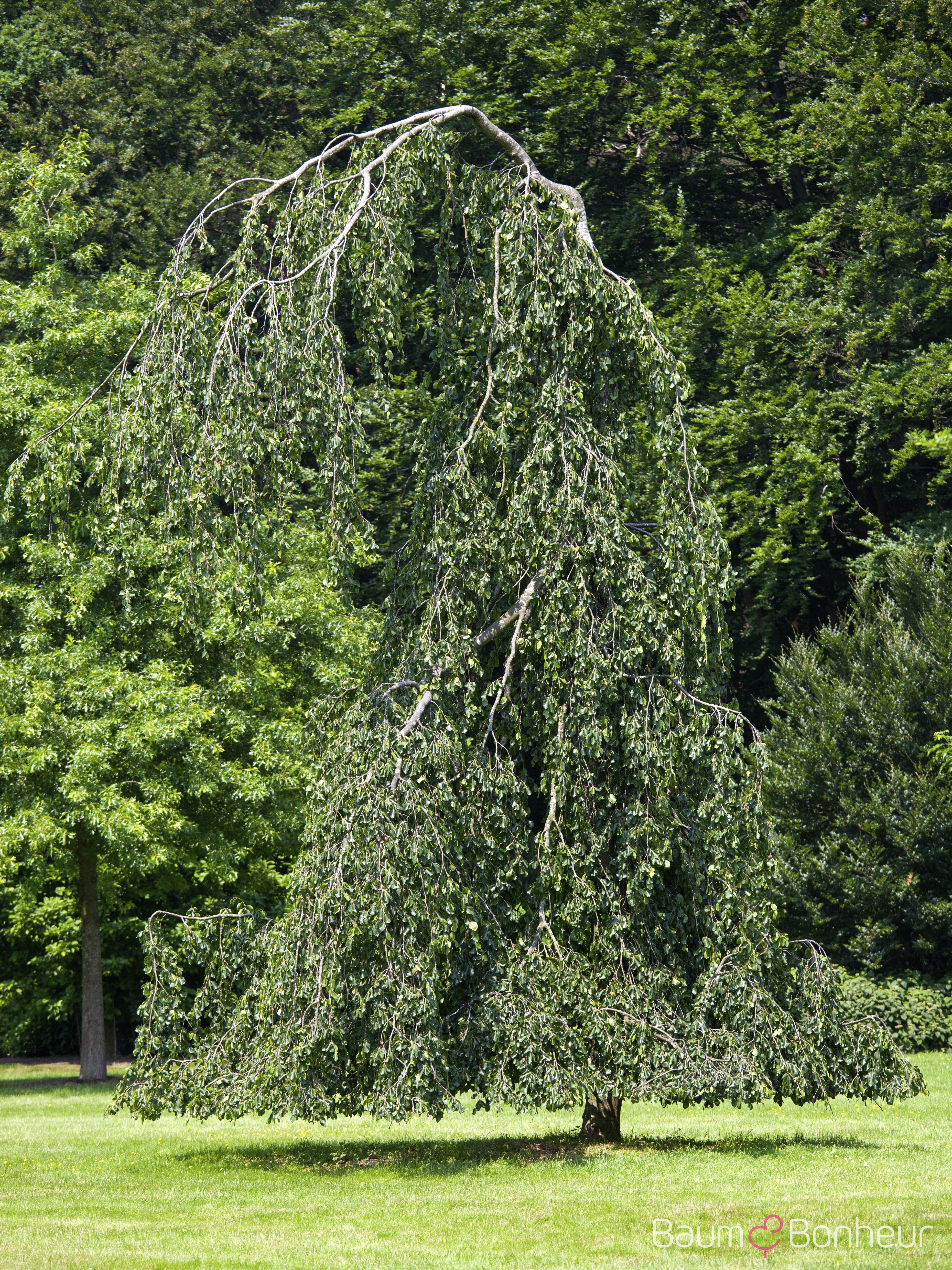 Fagus sylvatica 'Pendula'