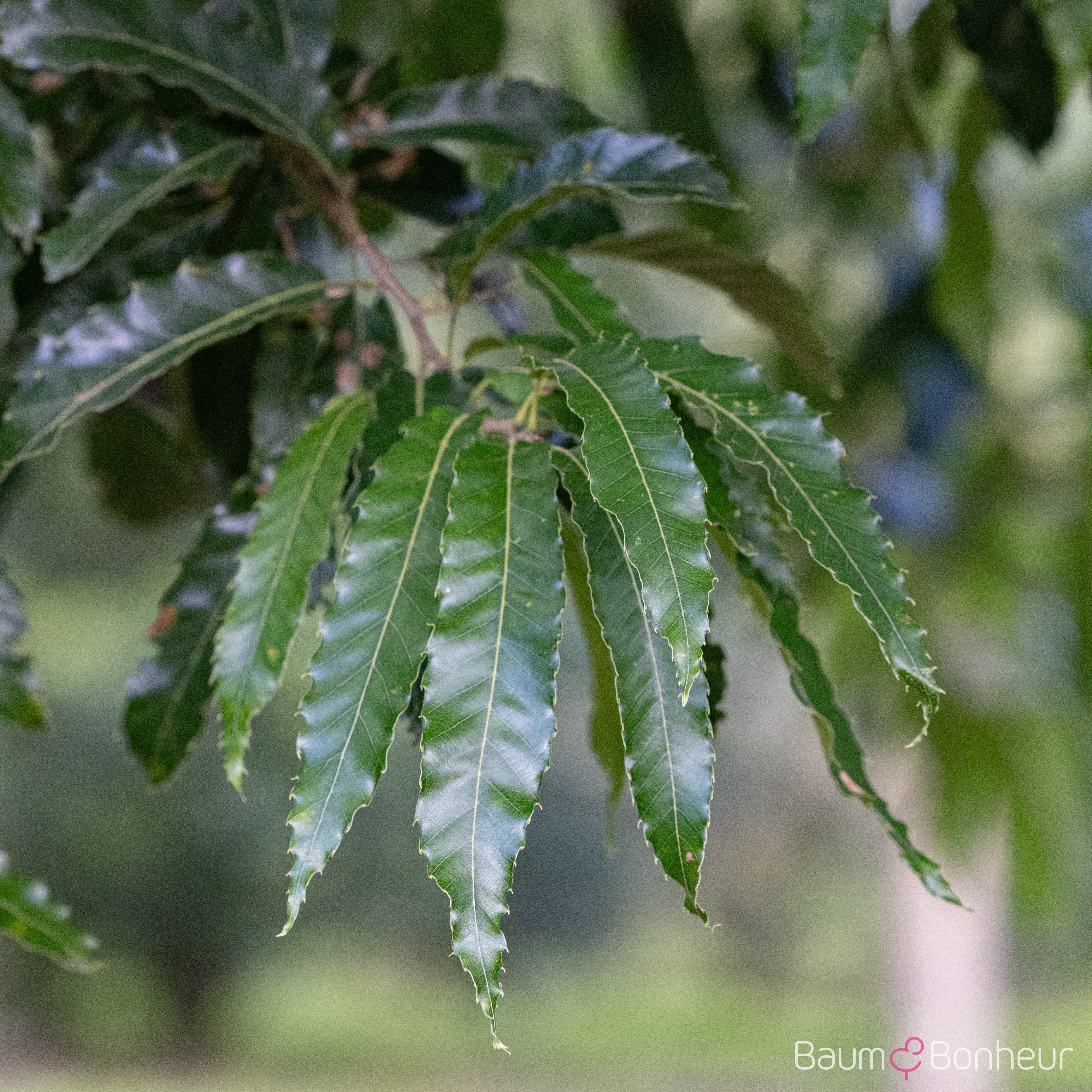 Quercus castaneifolia 'Green Spire'
