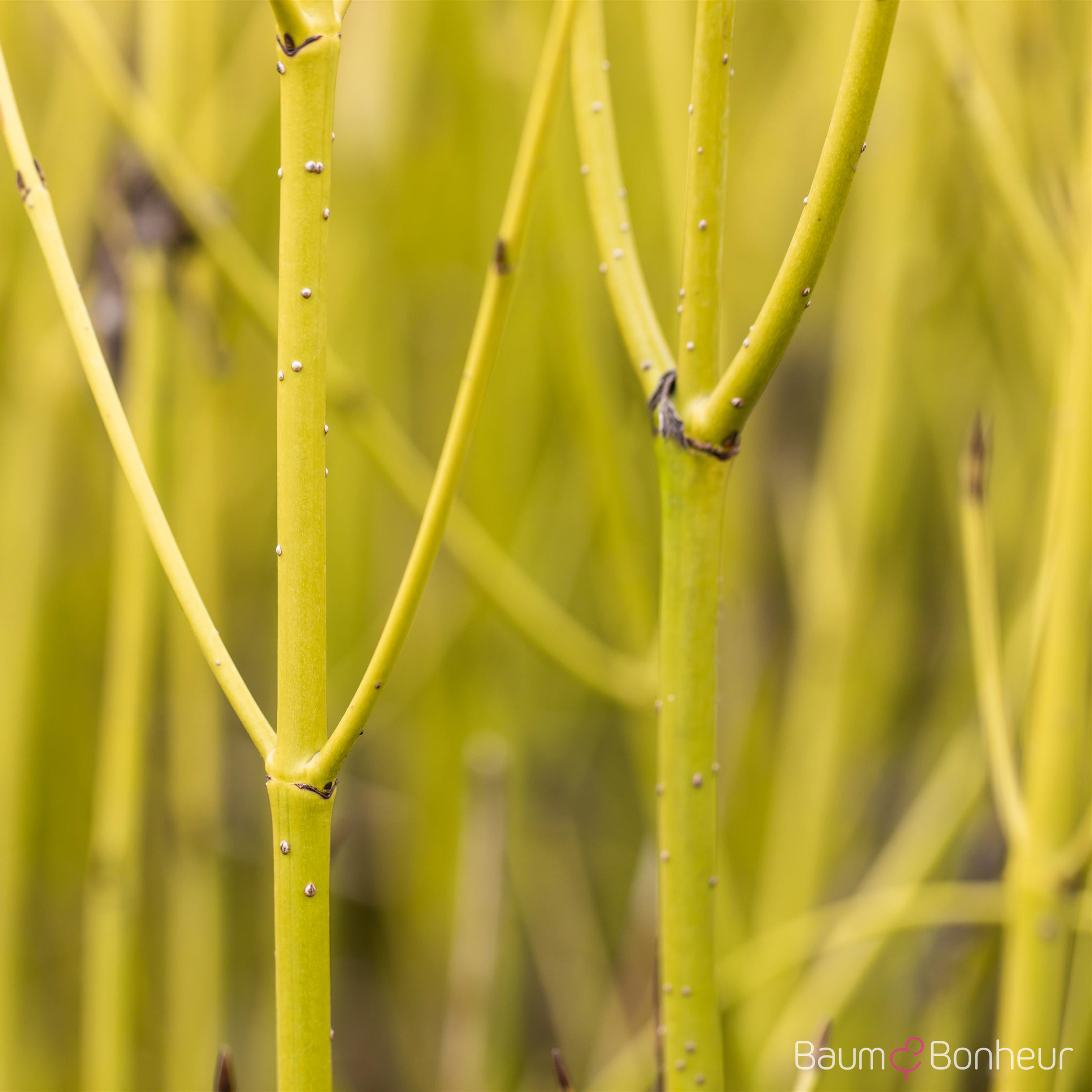Cornus sericea 'Flaviramea'