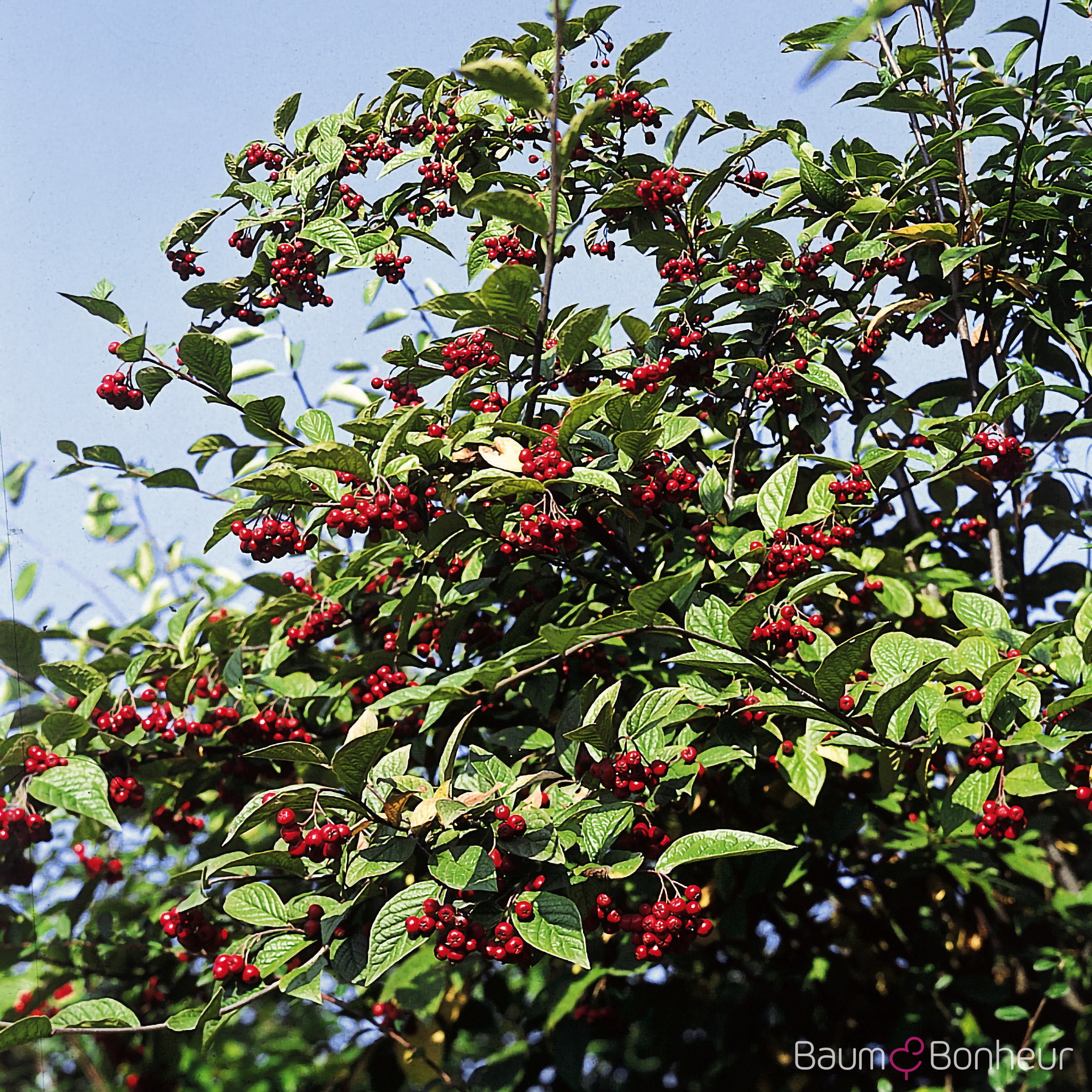 Cotoneaster bullatus