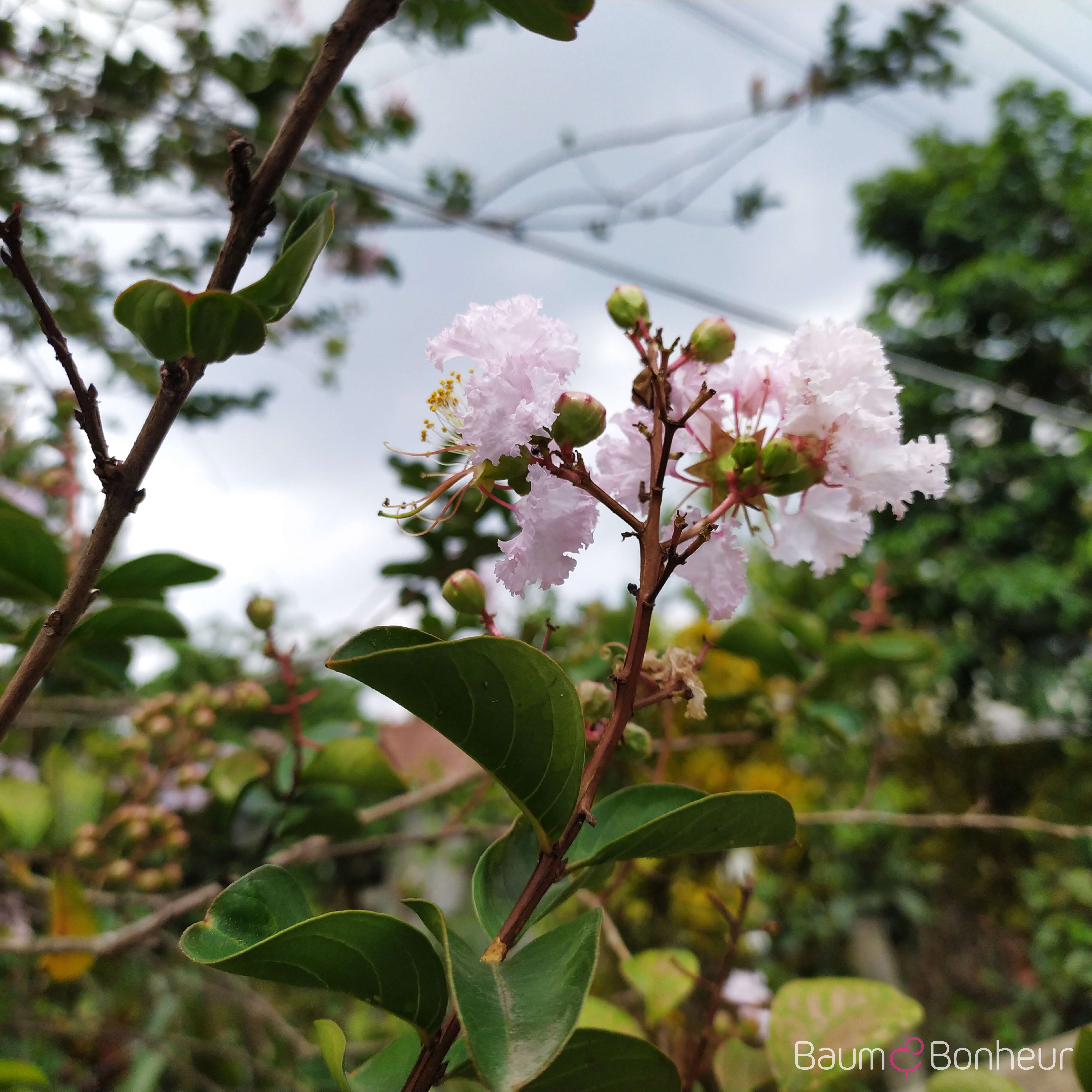 Lagerstroemia indica 'Muskogee'