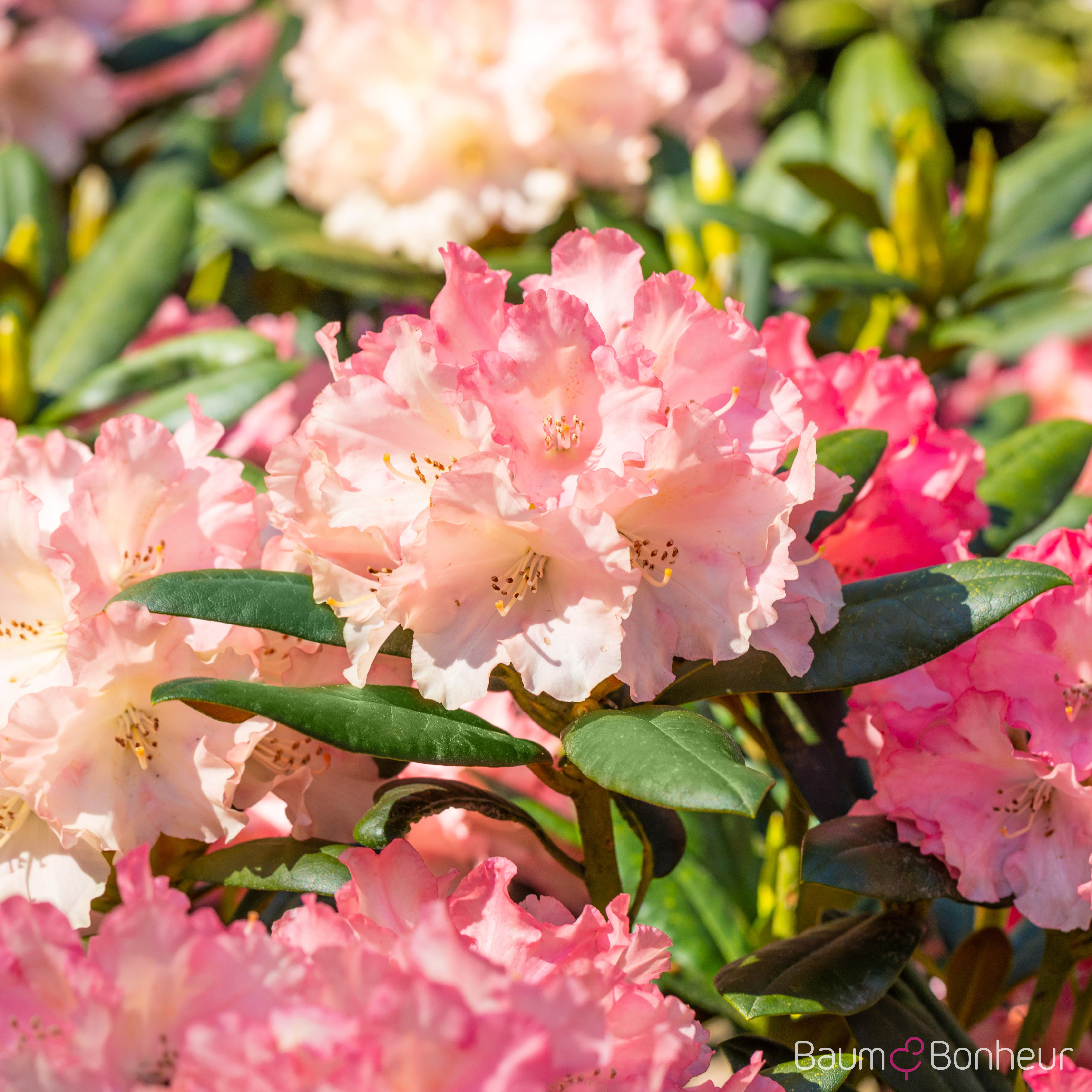 Rhododendron yakushimanum 'Tatjana'