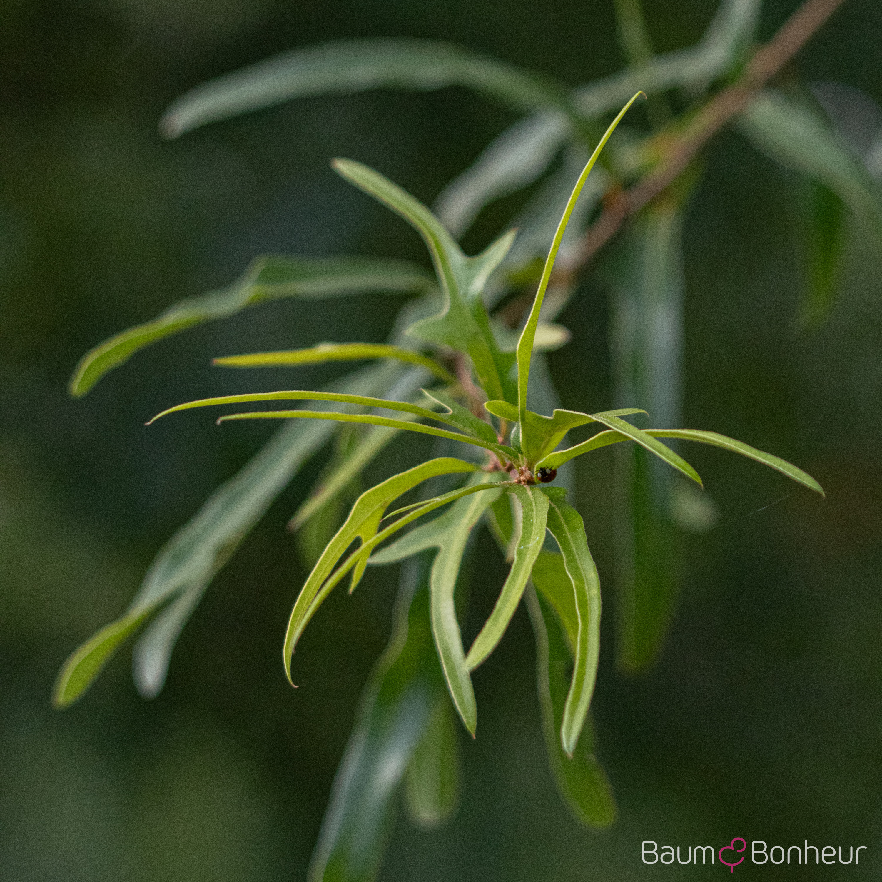 Quercus nigra