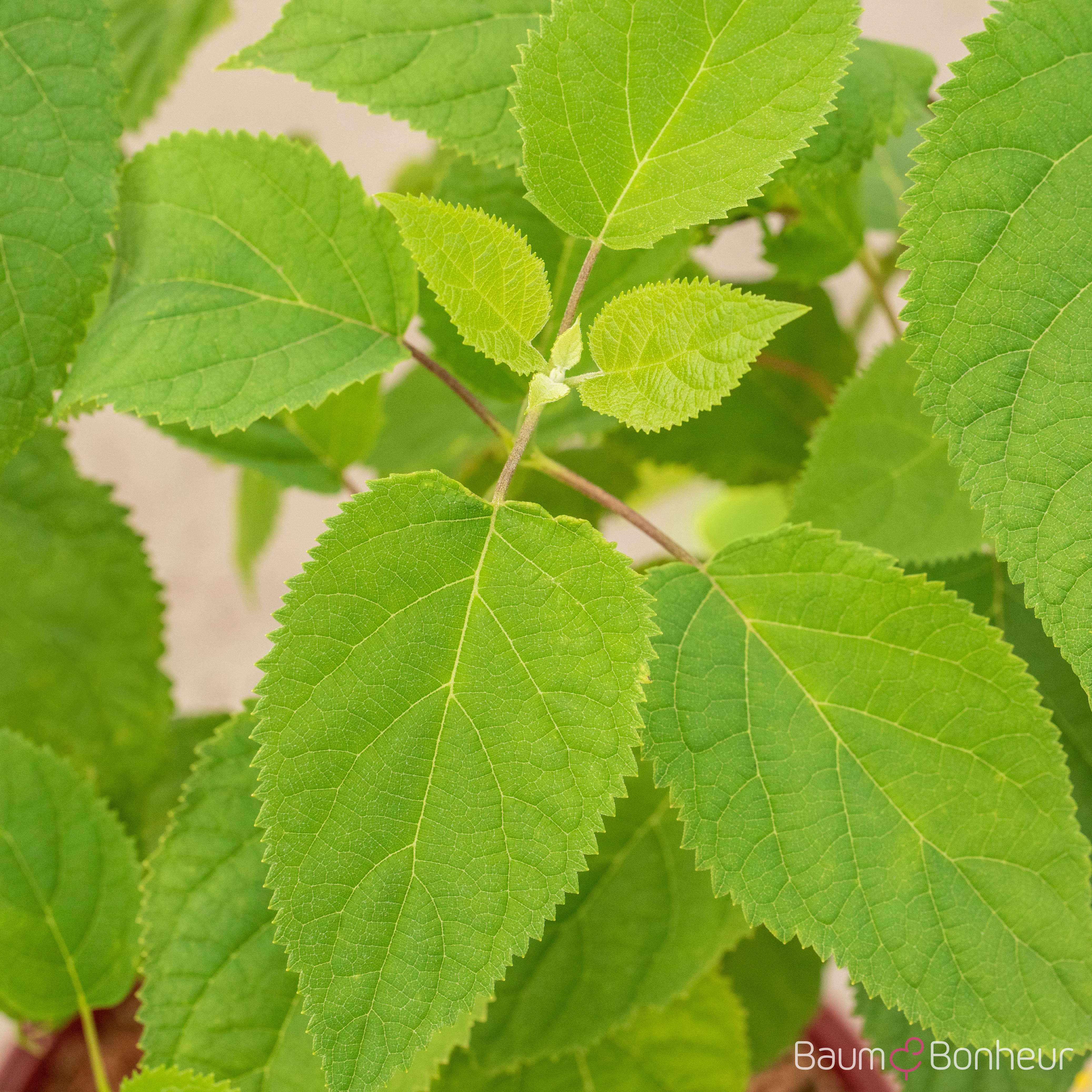 Hydrangea arbor.'Strong Annabelle' -R-