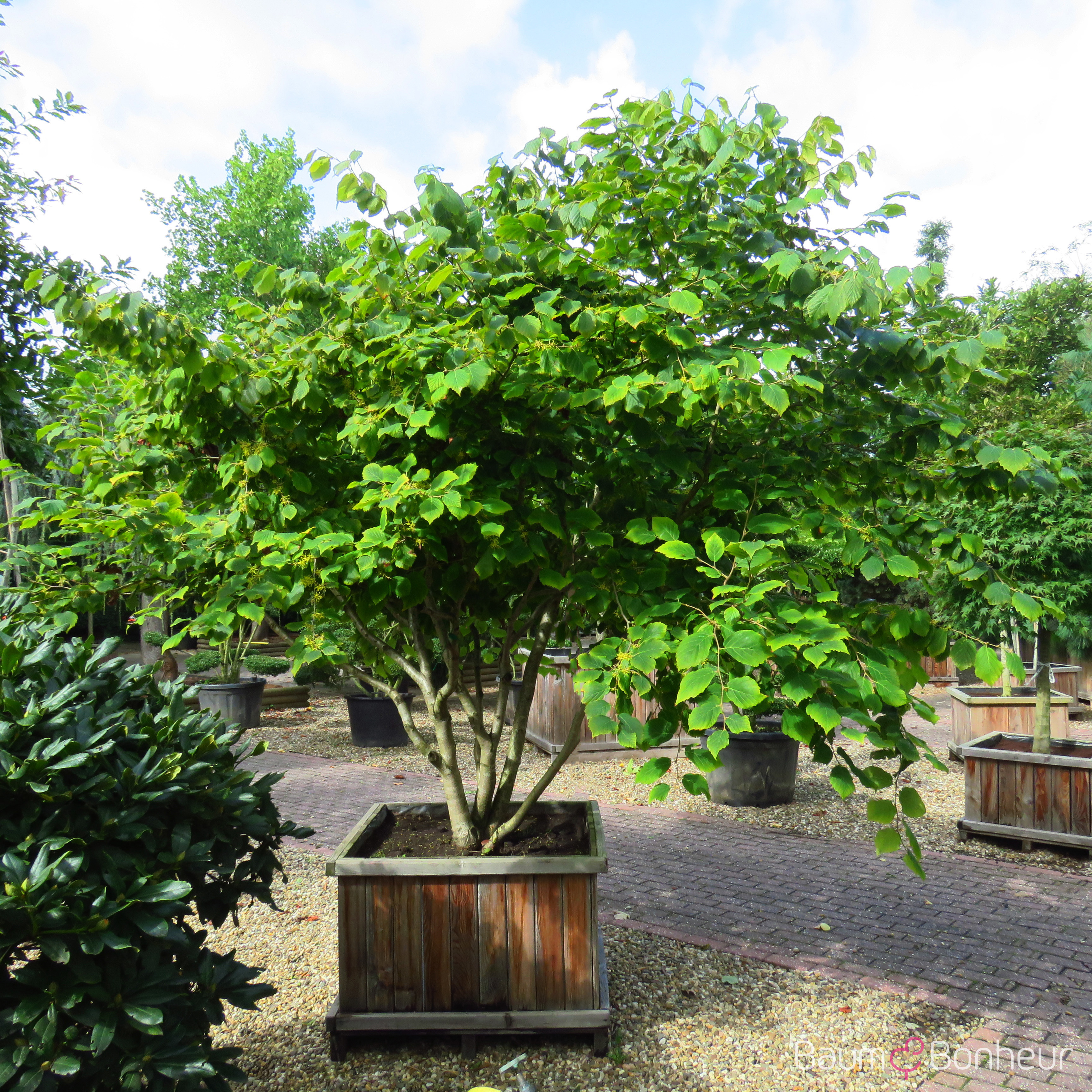 Hamamelis virginiana