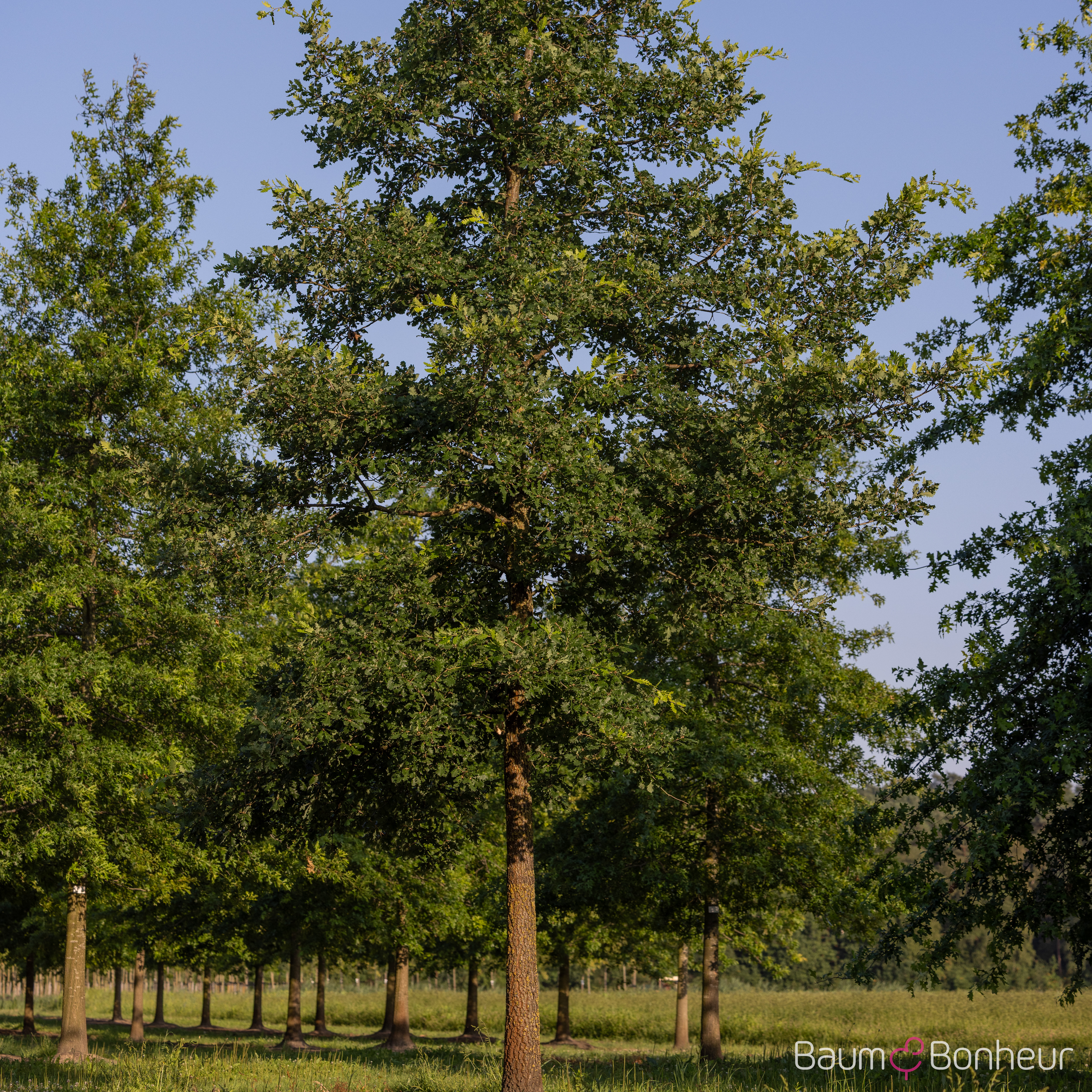 Quercus pubescens