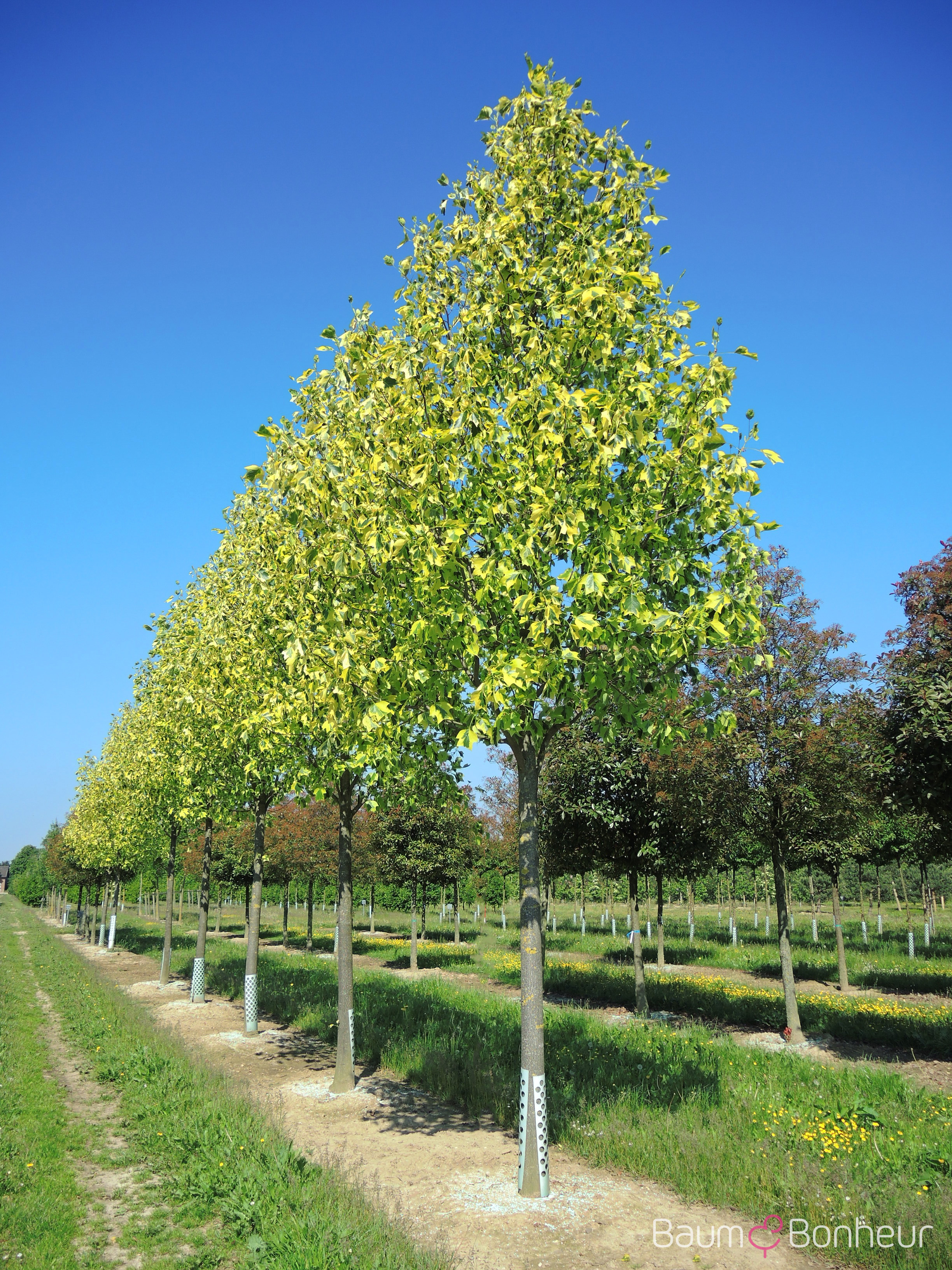 Liriodendron tulipifera 'Aureomarginatum'