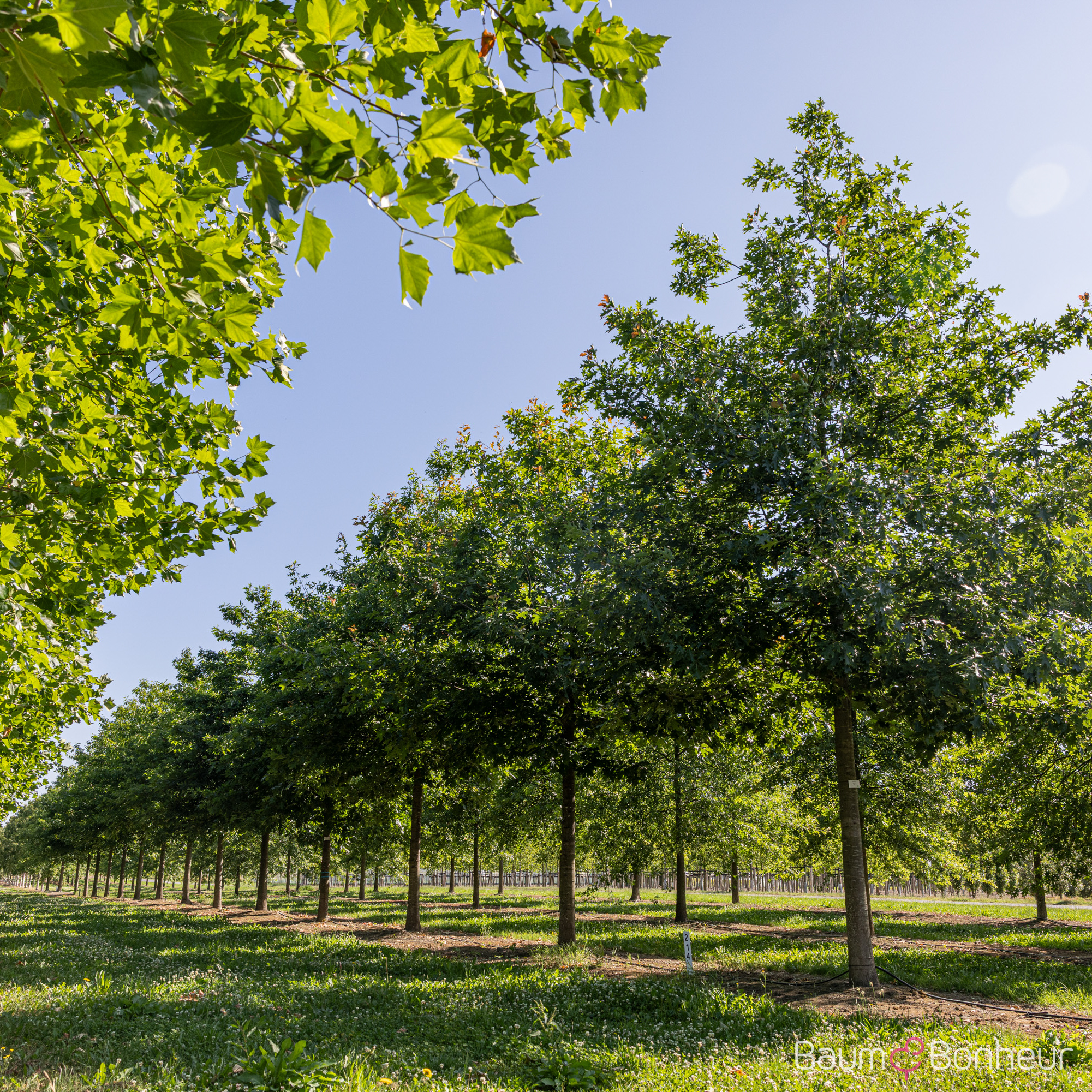 Quercus rubra