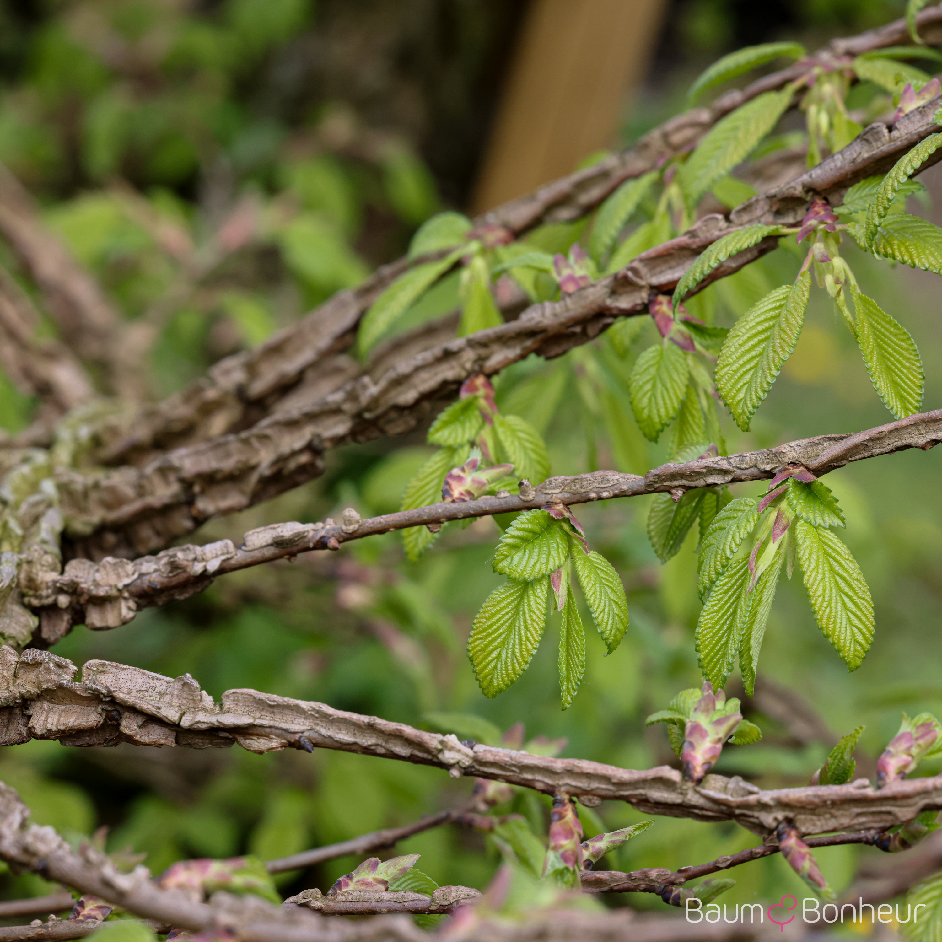 Ulmus minor 'Supercork'