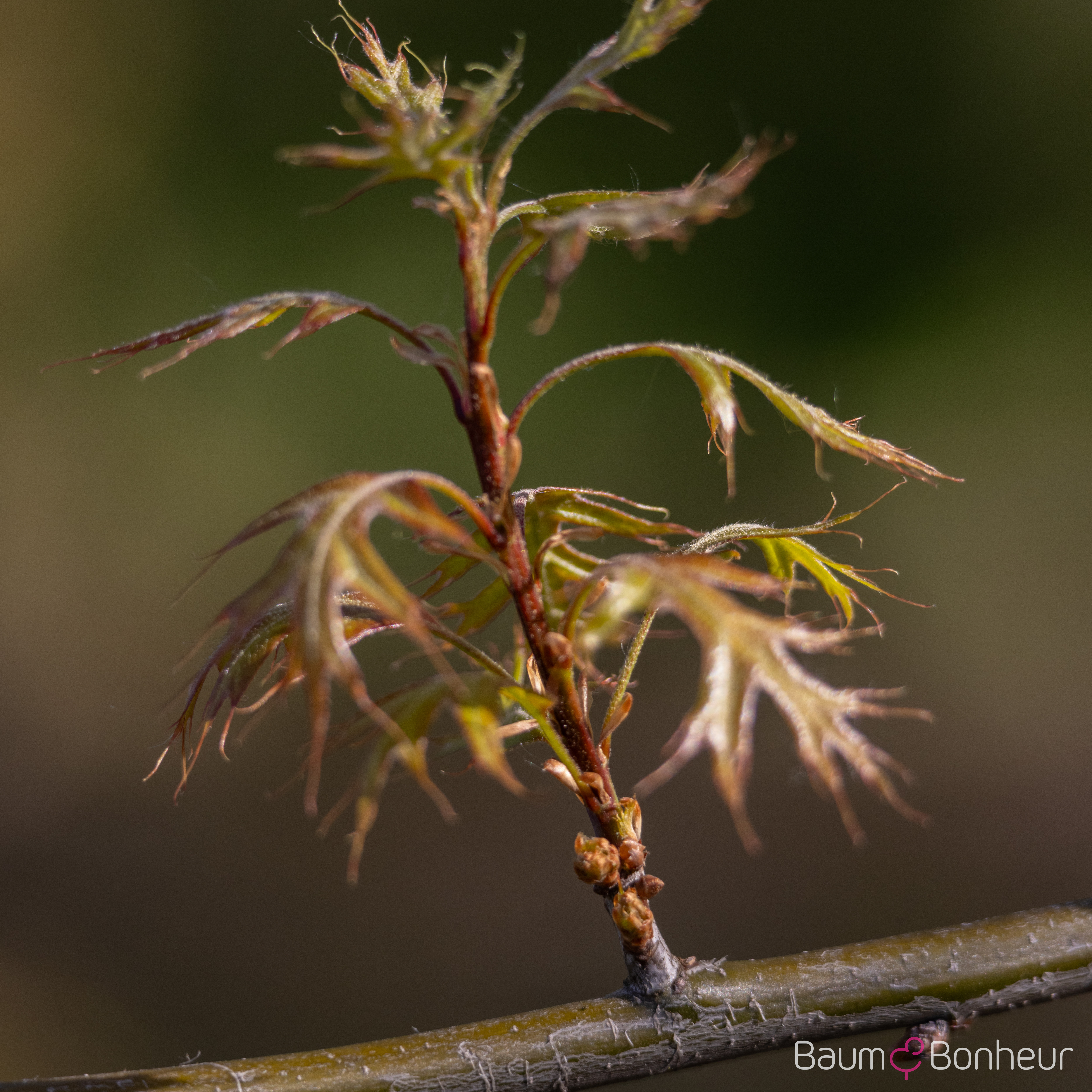 Quercus palustris