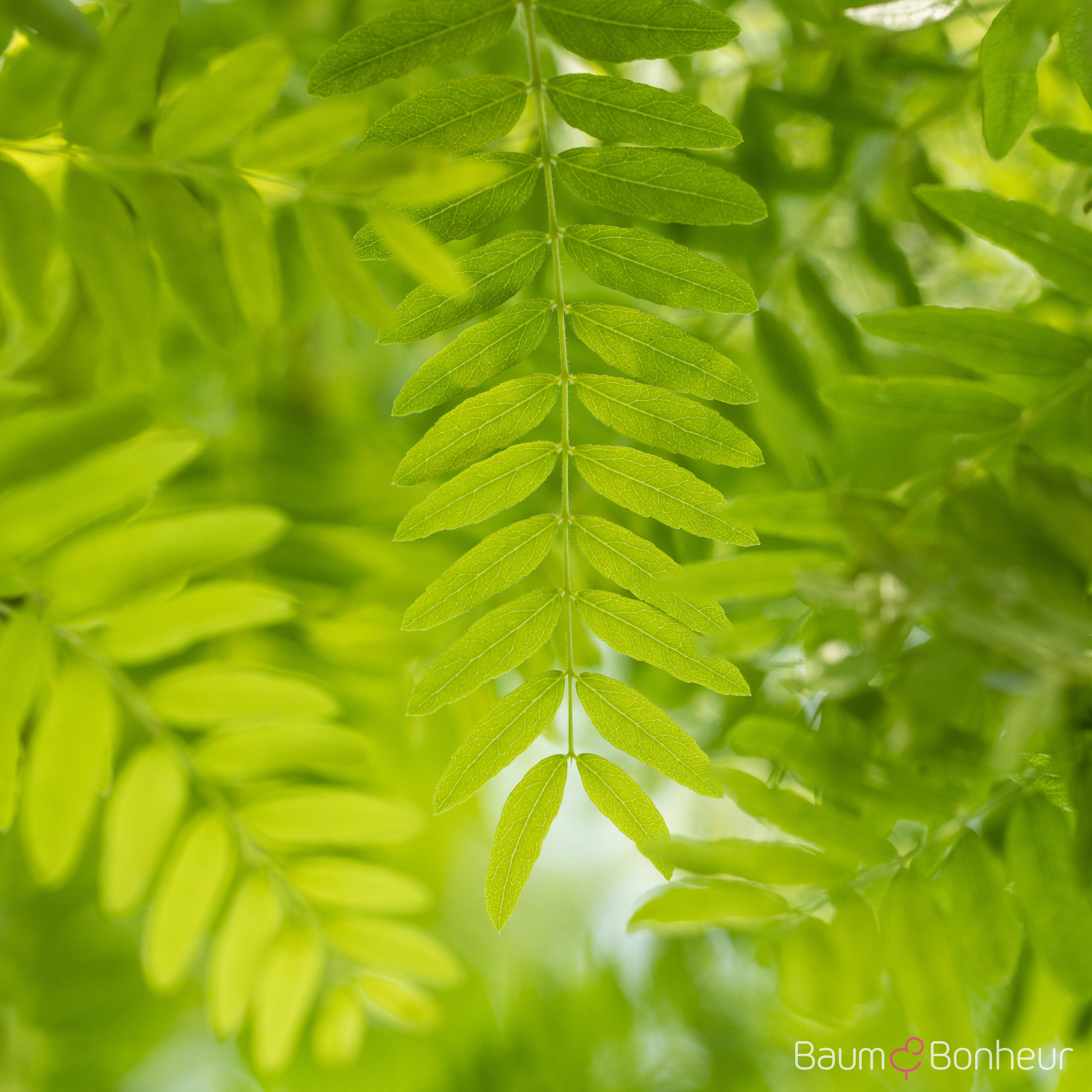 Gleditsia triacanthos