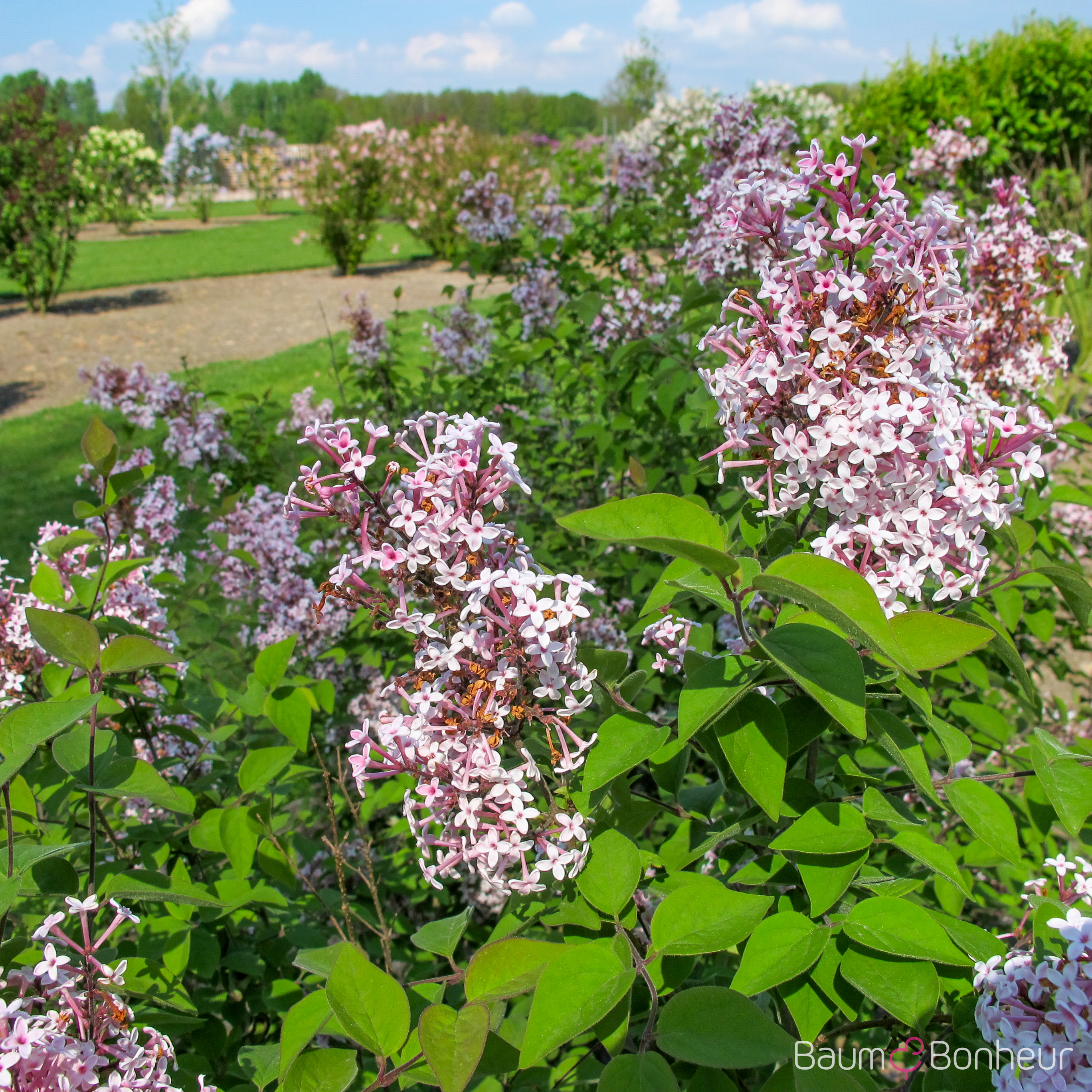 Syringa microphylla 'Superba'