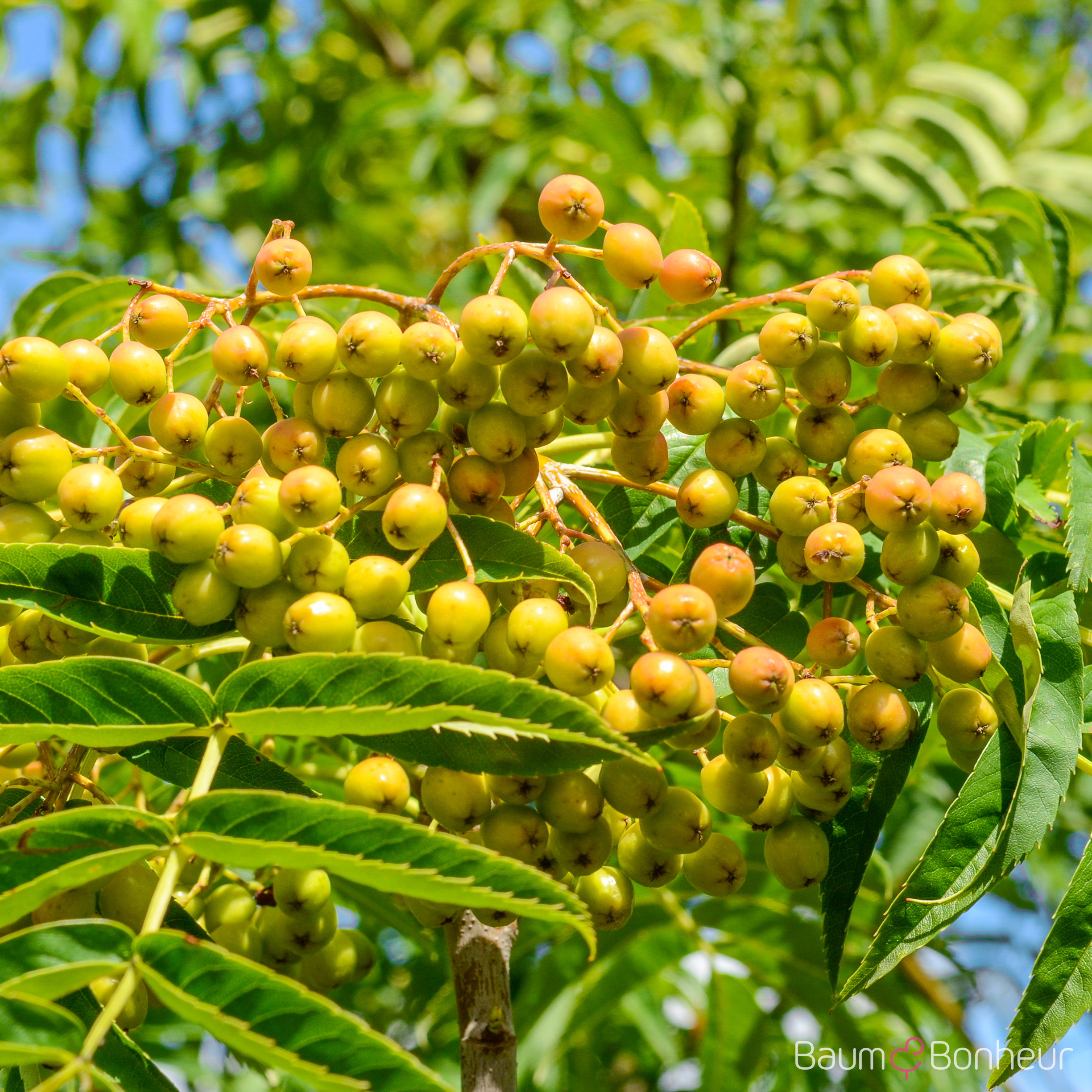 Sorbus 'Dodong'