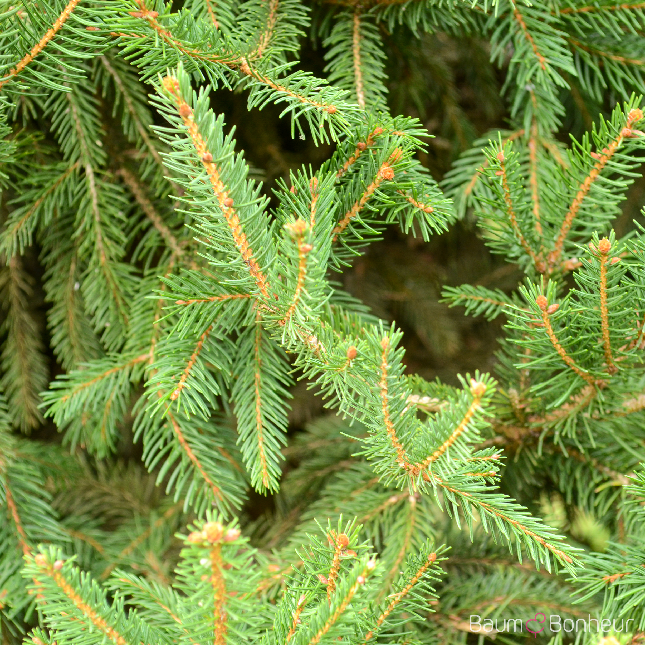 Picea abies