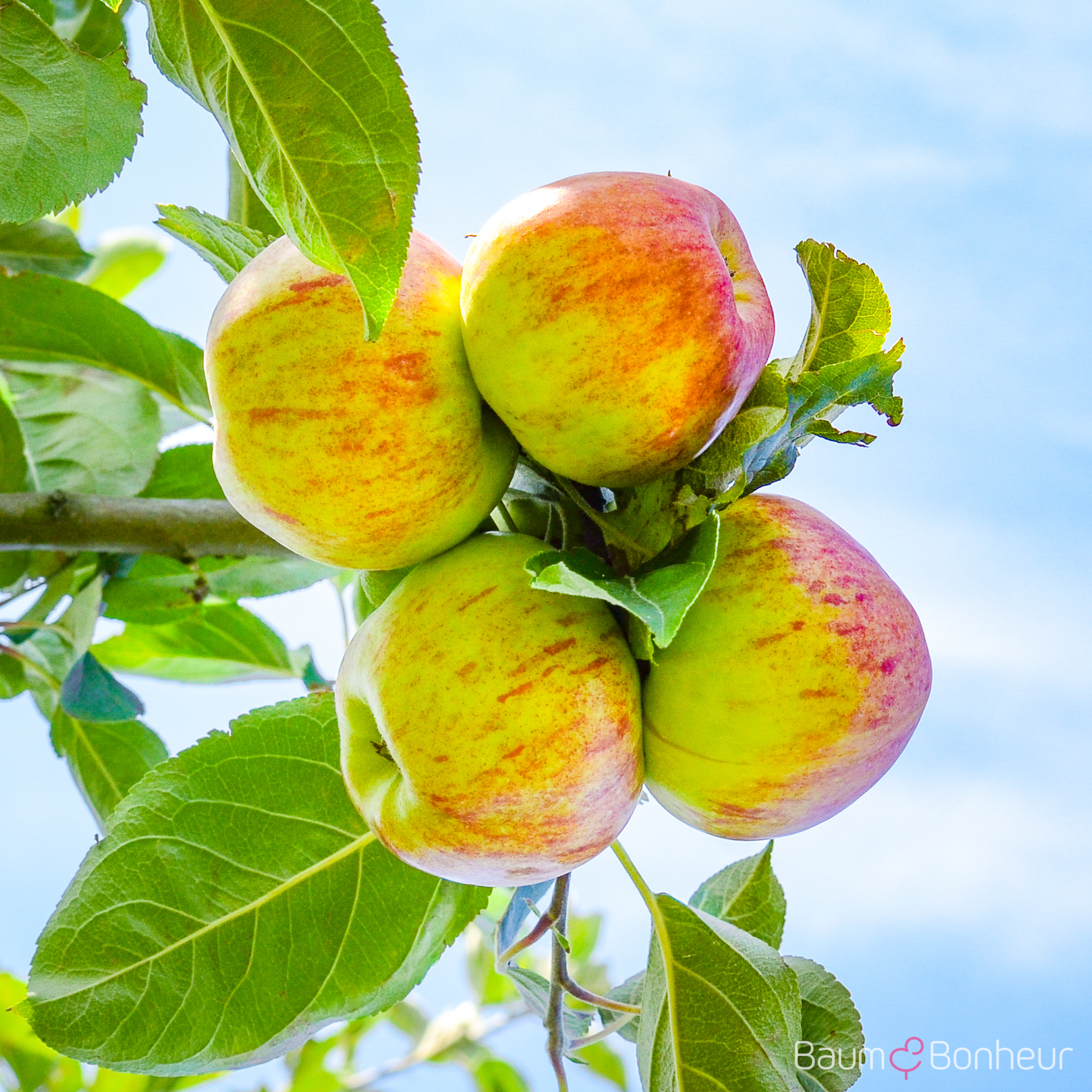 Malus 'Roter Gravensteiner'