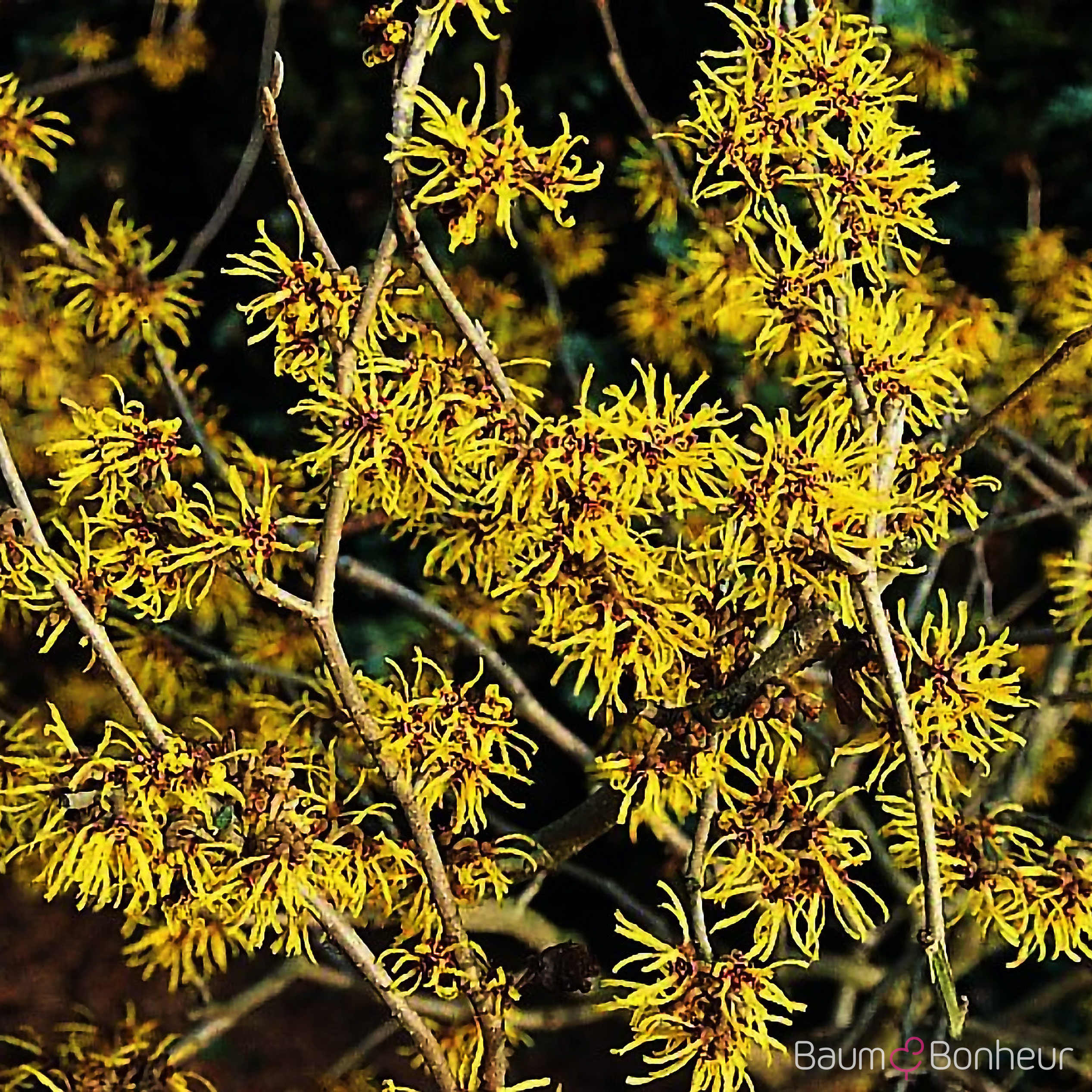 Hamamelis intermedia 'Westerstede'