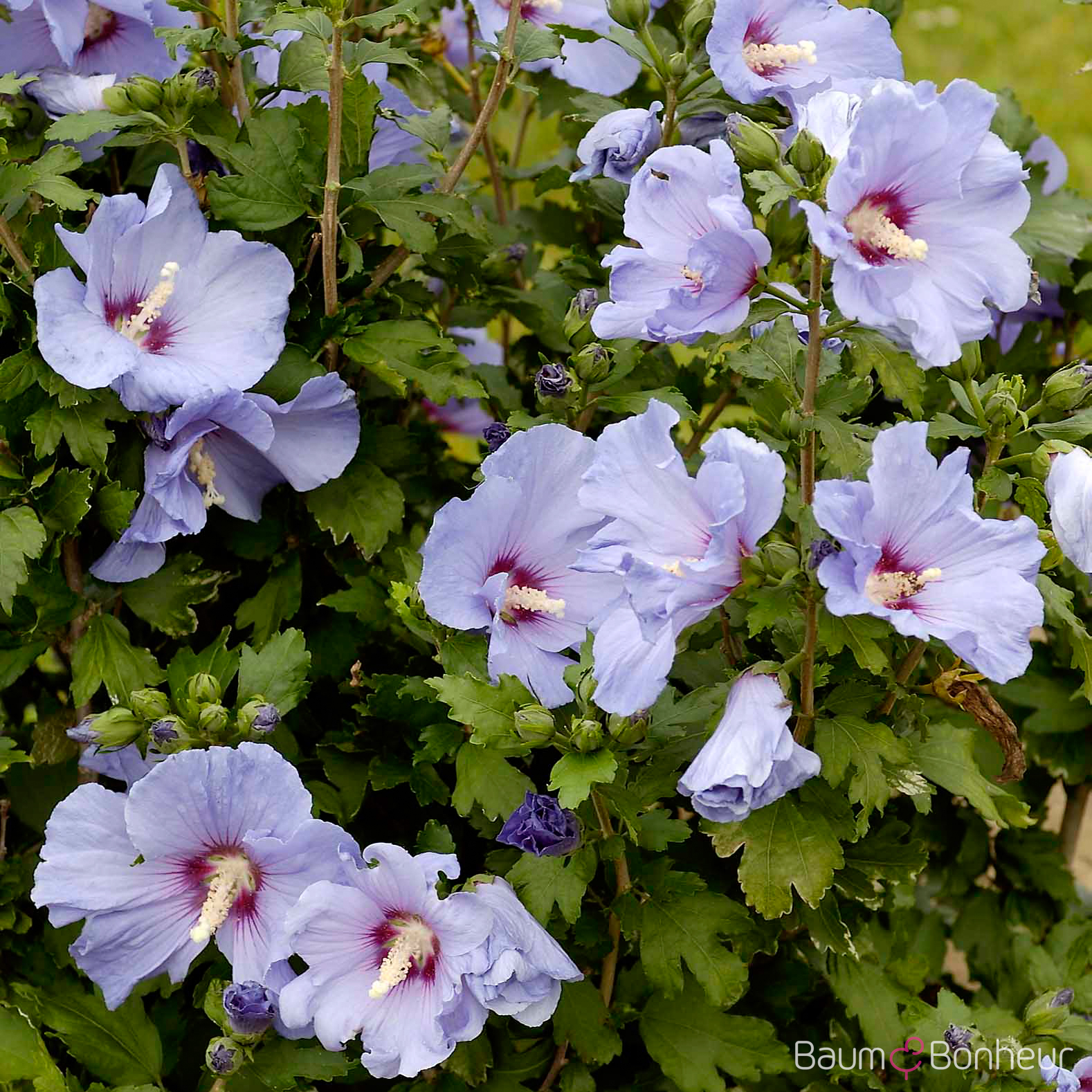 Hibiscus syriacus 'Oiseau Bleu'
