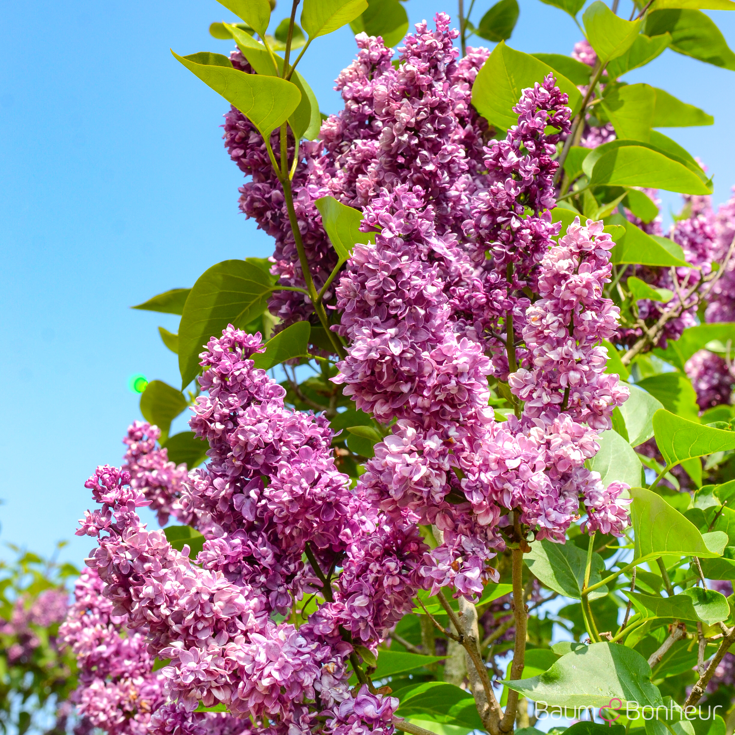 Syringa vulgaris 'Charles Joly'