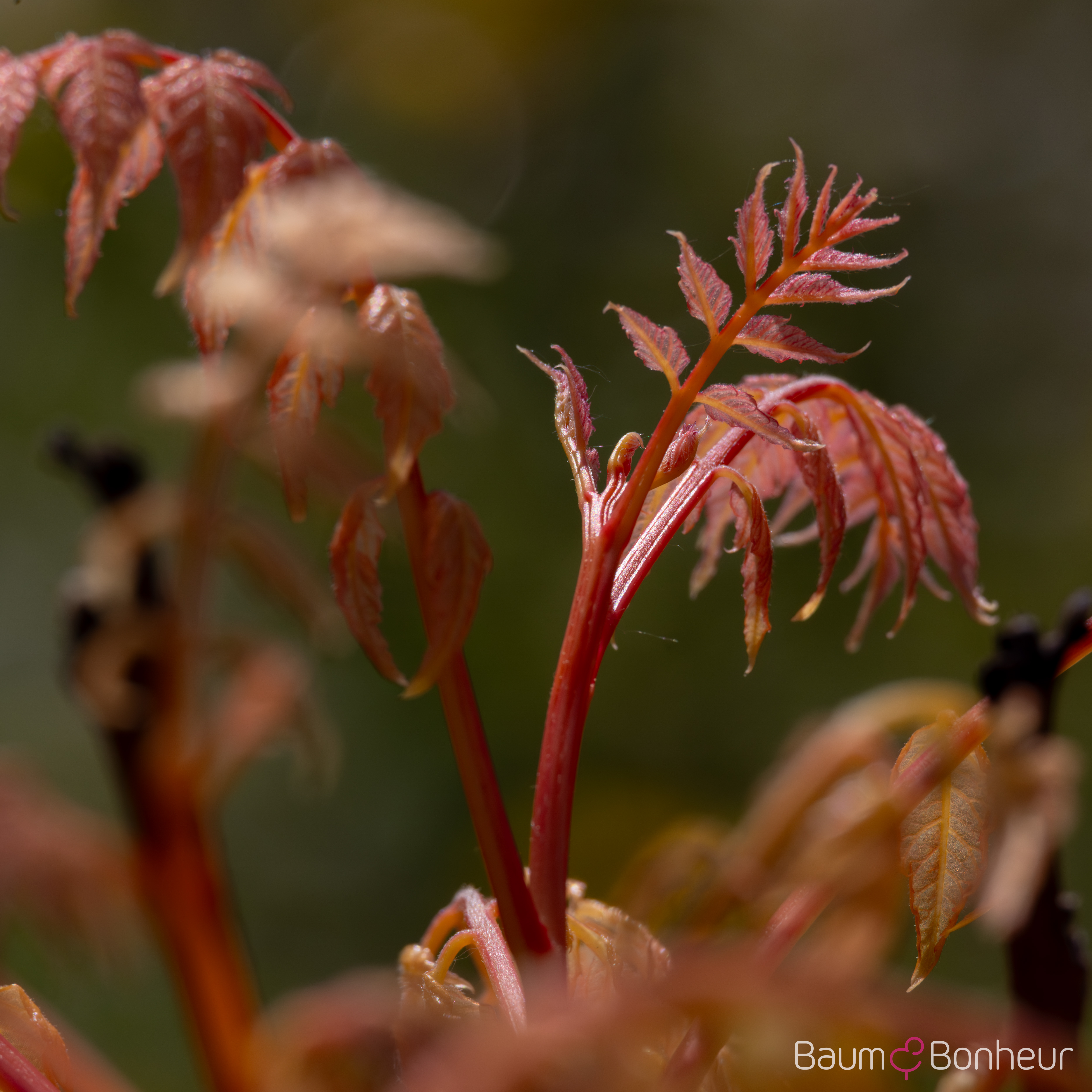 Koelreuteria paniculata 'Coral Sun'