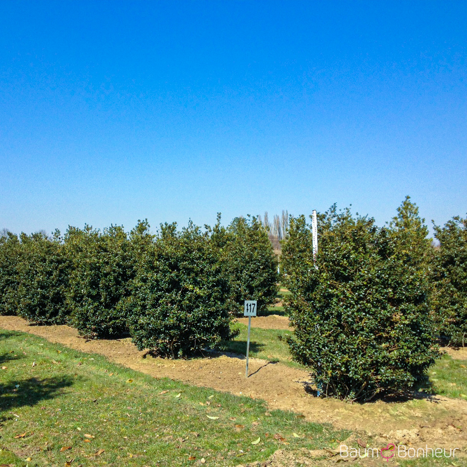 Ilex meserveae 'Blue Prince'®