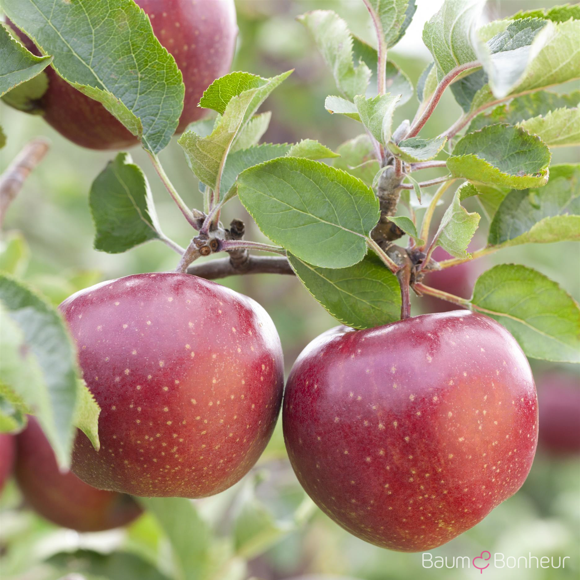 Malus 'Jonagold'