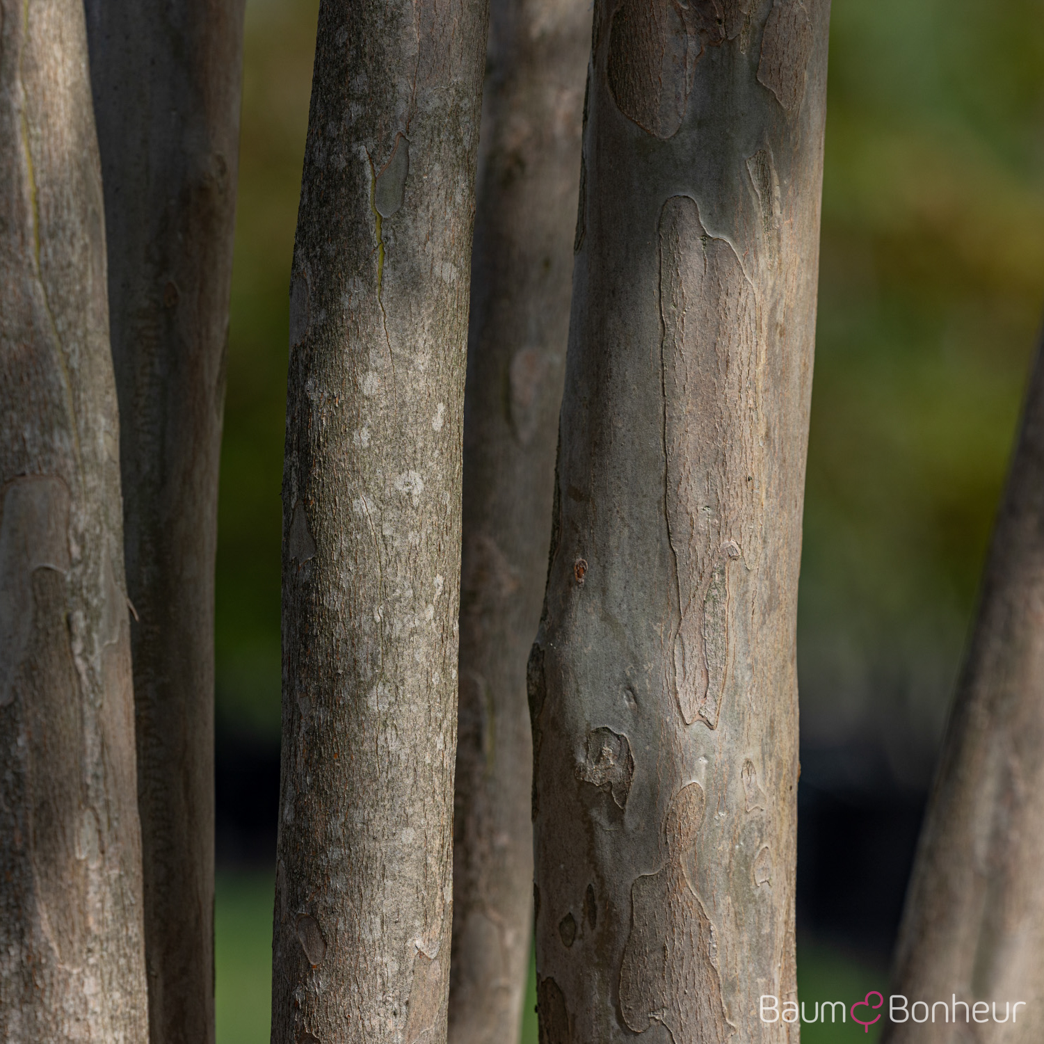 Lagerstroemia indica
