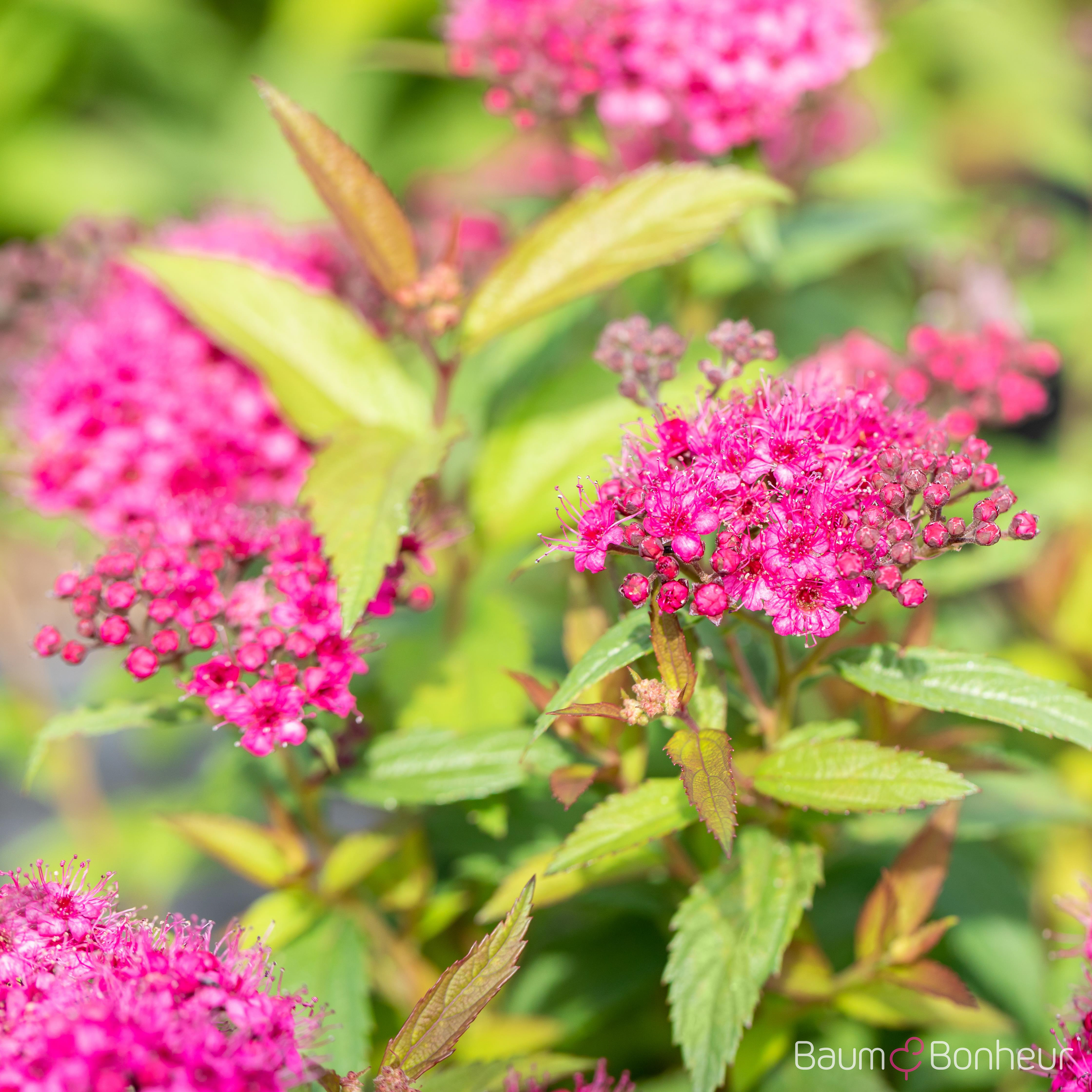 Spiraea japonica 'Dart's Red'